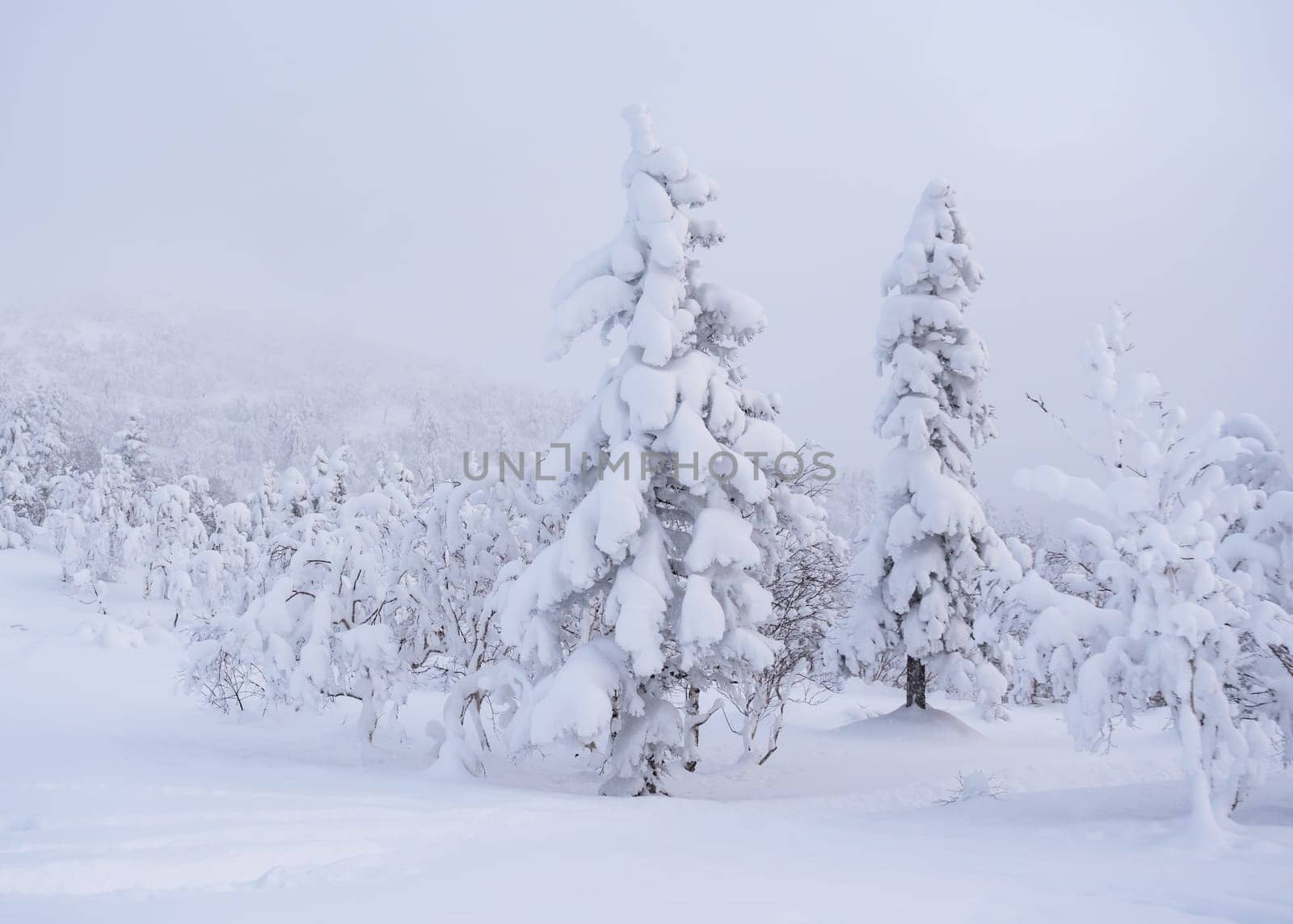 Forest after a heavy snowfall. Morning in the winter forest with freshly fallen snow. Winter beautiful landscape with trees covered with snow.