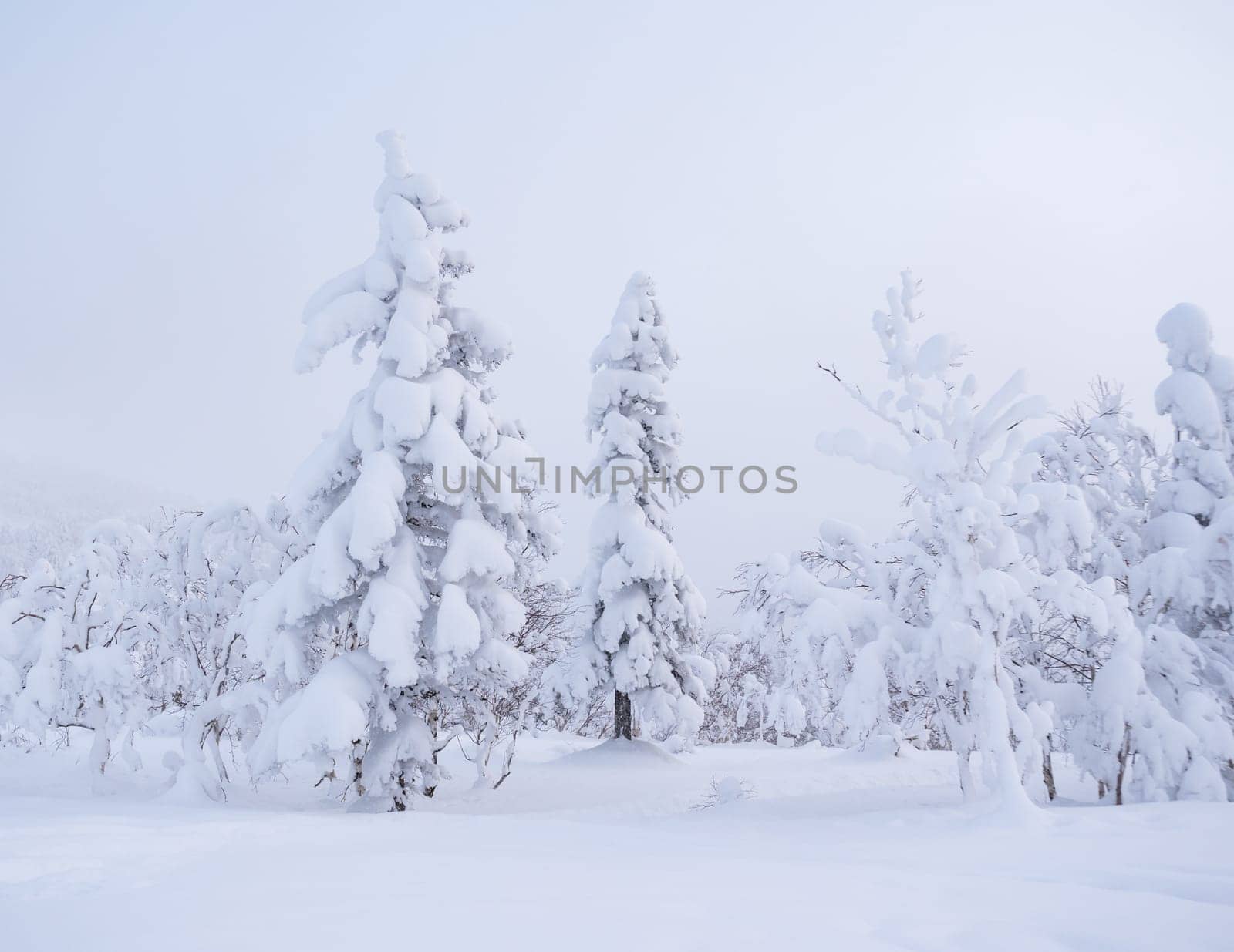 Forest after a heavy snowfall. Morning in the winter forest with freshly fallen snow. Winter beautiful landscape with trees covered with snow.