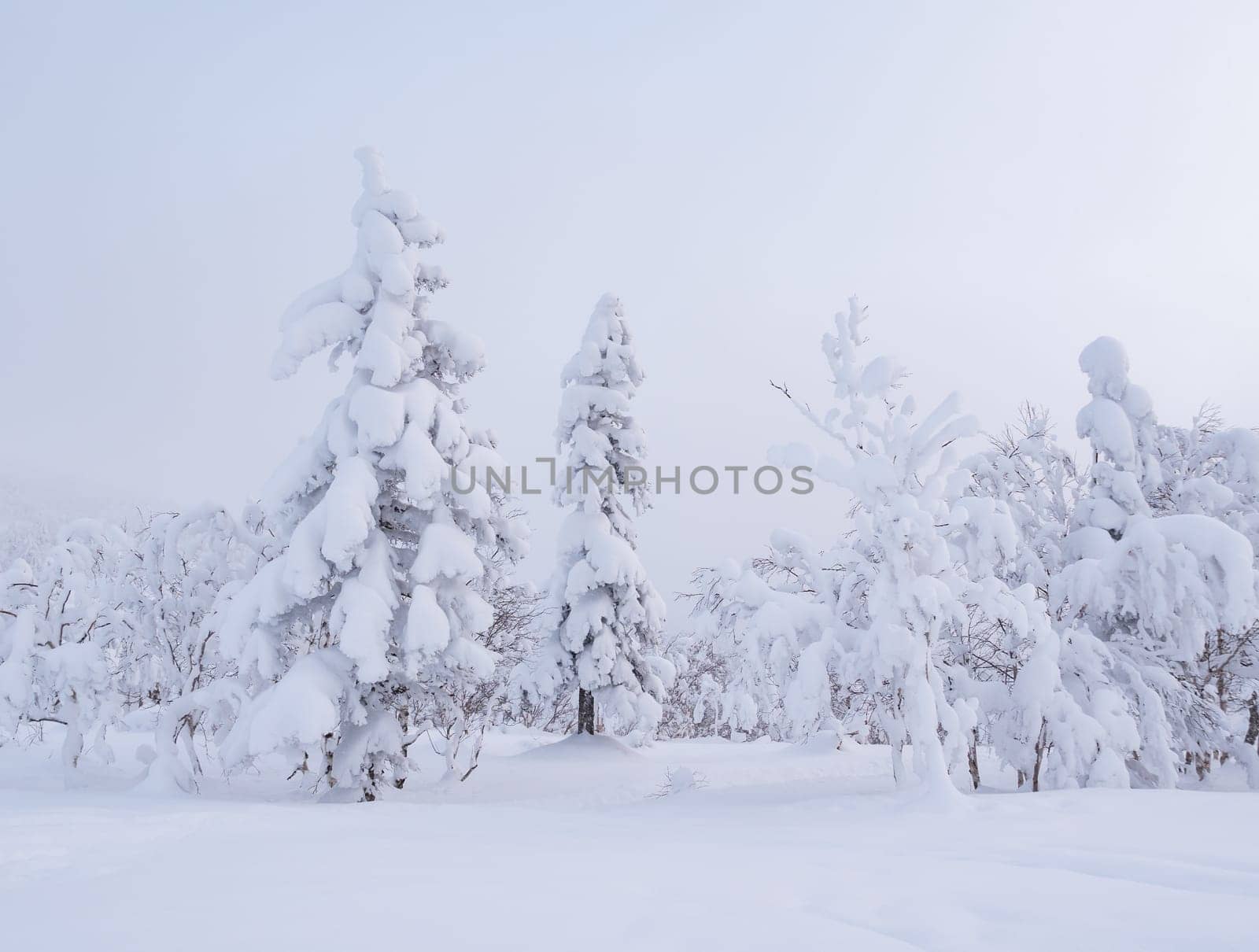 Forest after a heavy snowfall. Morning in the winter forest with freshly fallen snow. Winter beautiful landscape with trees covered with snow.