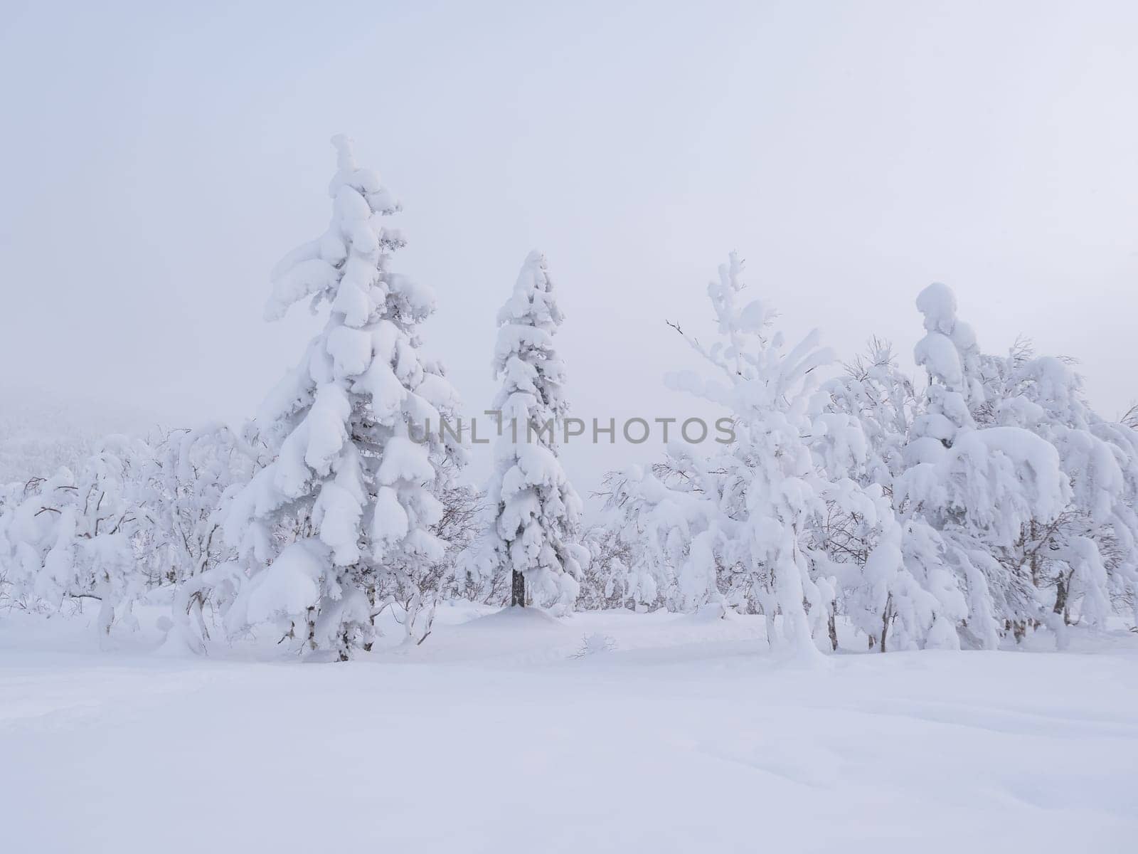 Forest after a heavy snowfall. Morning in the winter forest with freshly fallen snow. Winter beautiful landscape with trees covered with snow.