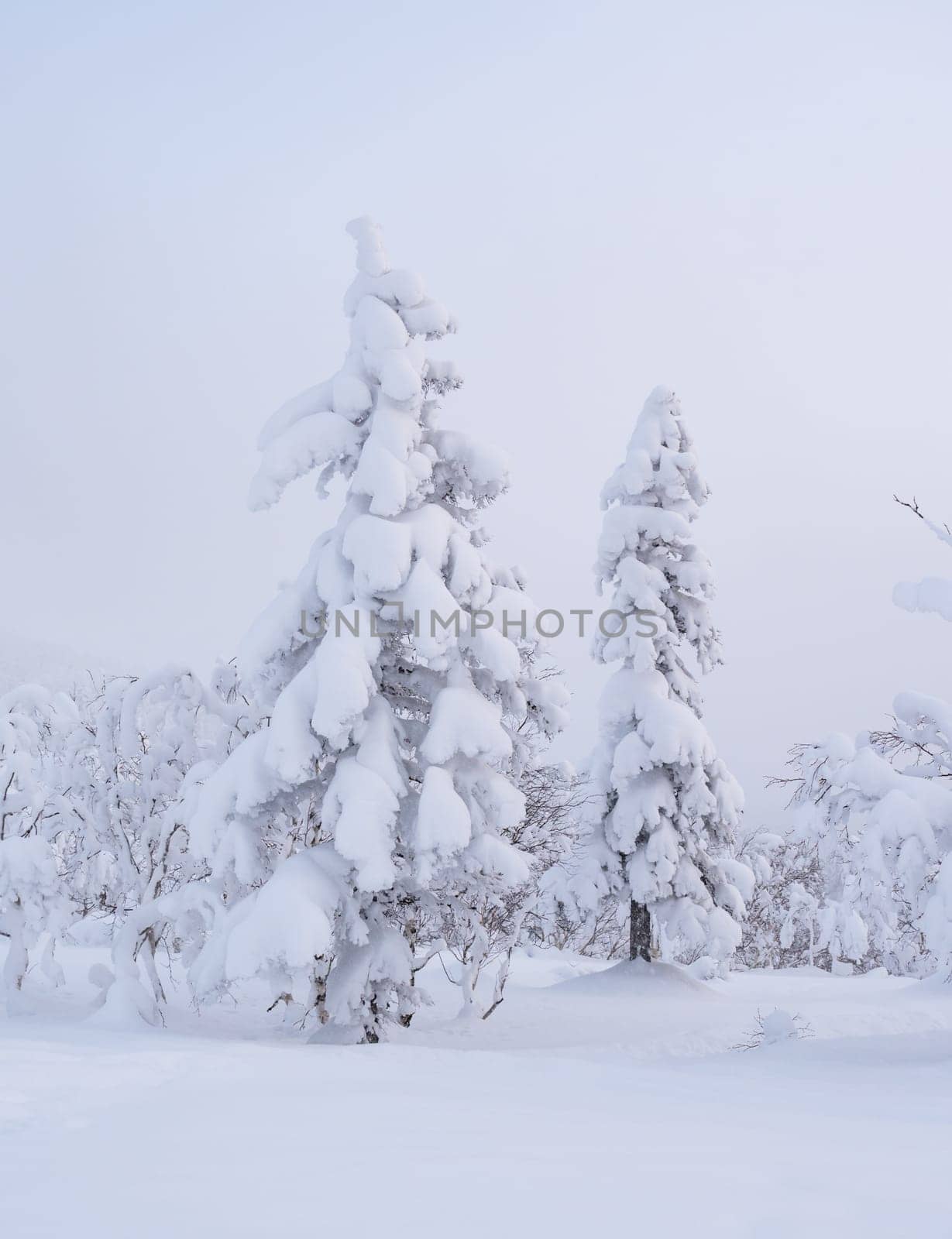 Forest after a heavy snowfall. Morning in the winter forest with freshly fallen snow. Winter beautiful landscape with trees covered with snow. by Busker