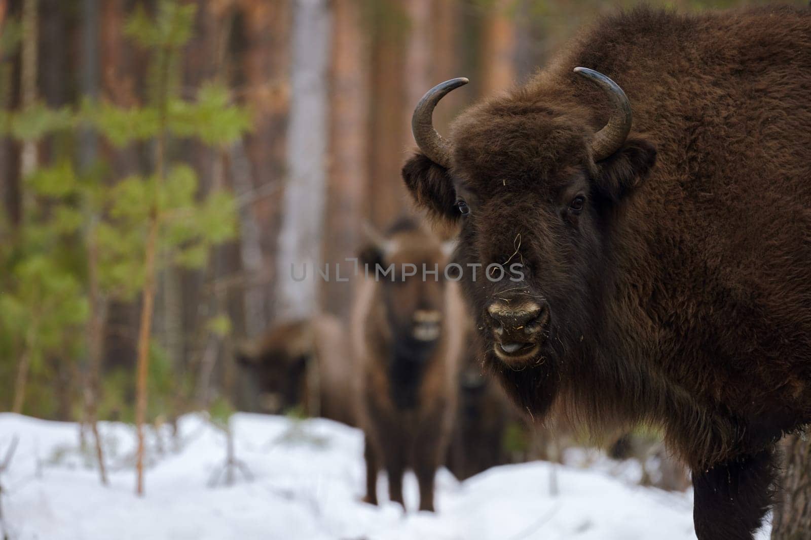 Wild European Bison in Winter Forest. European bison - Bison bonasus, artiodactyl mammals of the genus bison. Portrait of a rare animal.