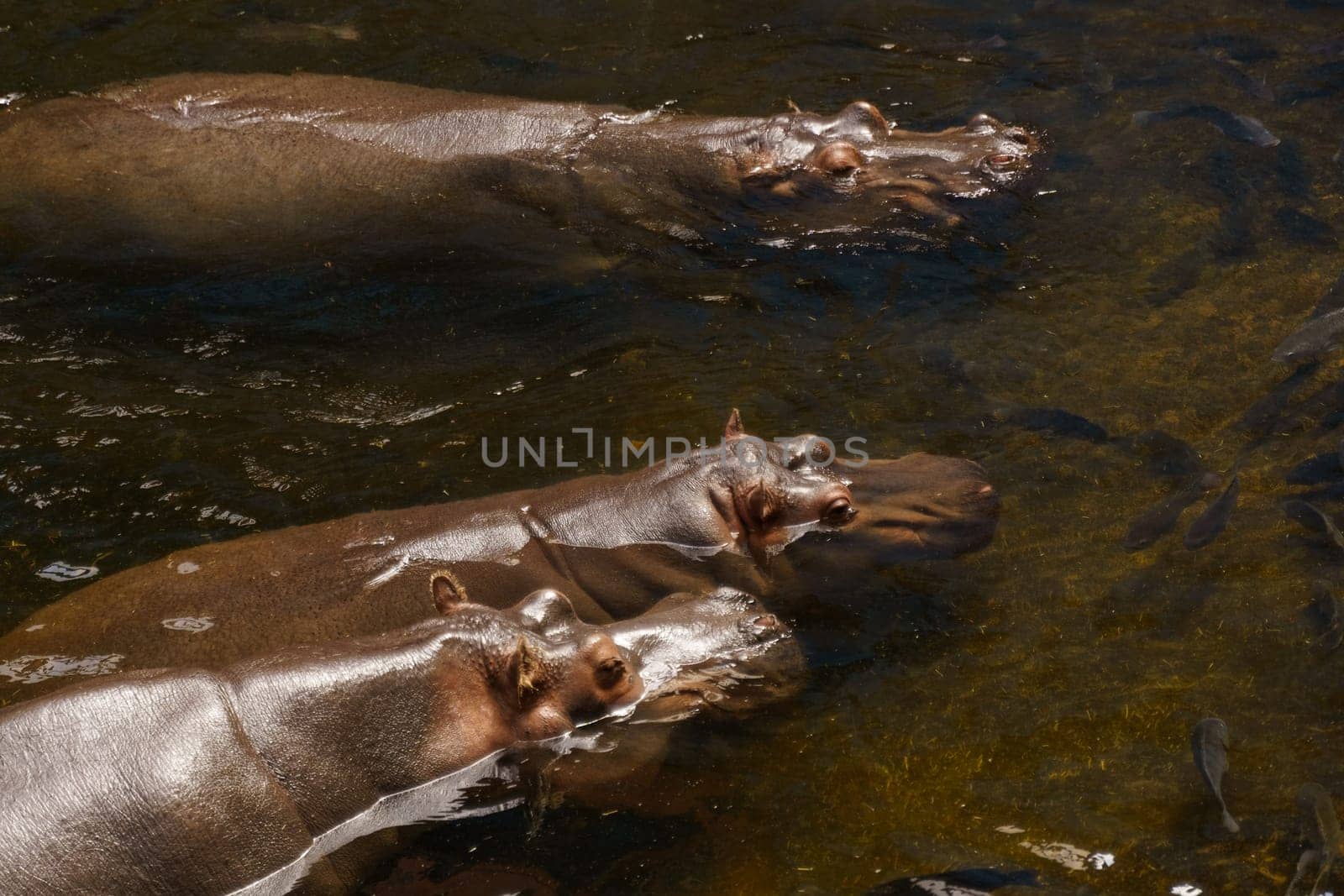 Three hippopotamuses, large aquatic mammals, swim in a body of water, their bodies partially submerged, only their heads visible.