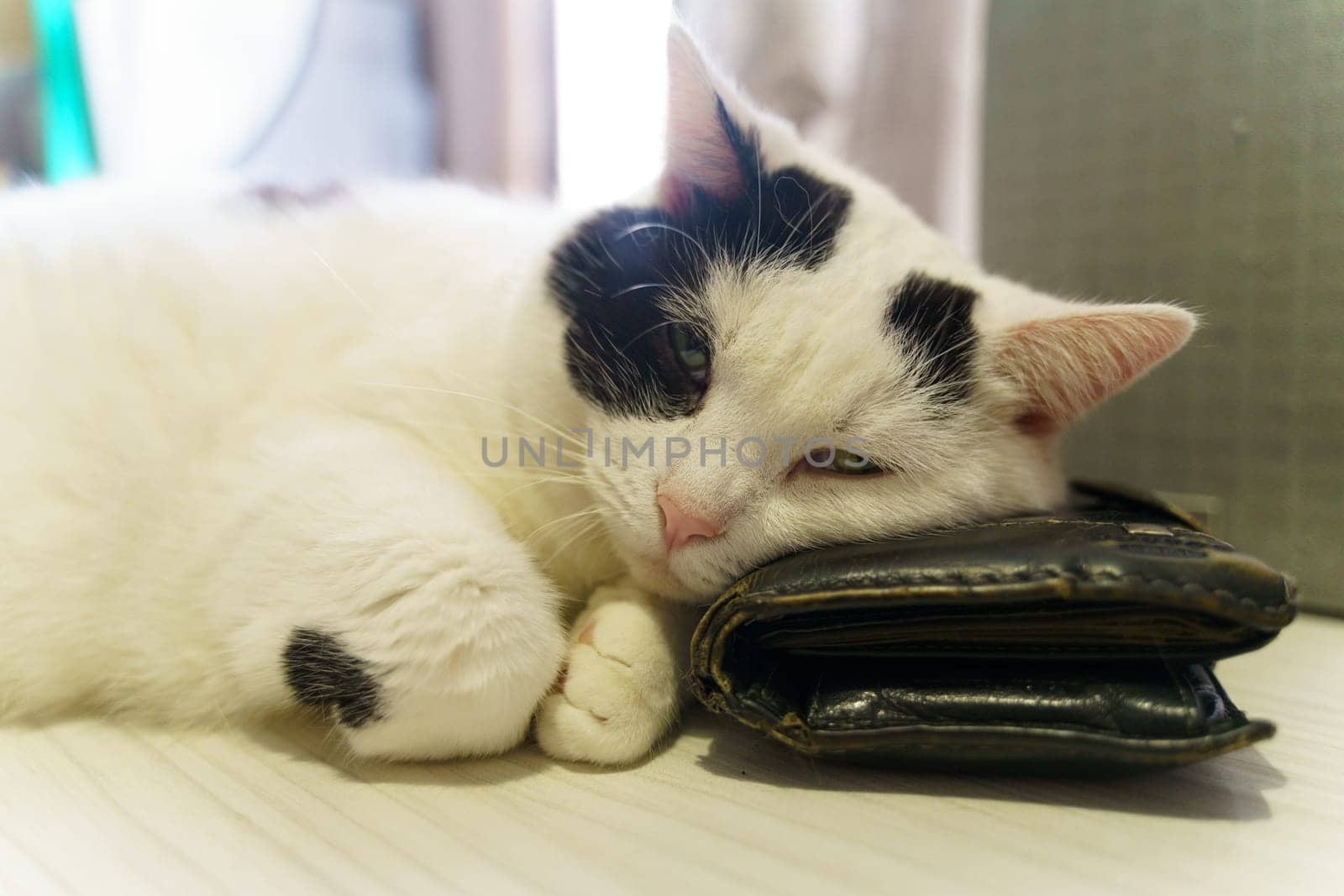 Black and White Cat Laying on Top of a Purse by Sd28DimoN_1976