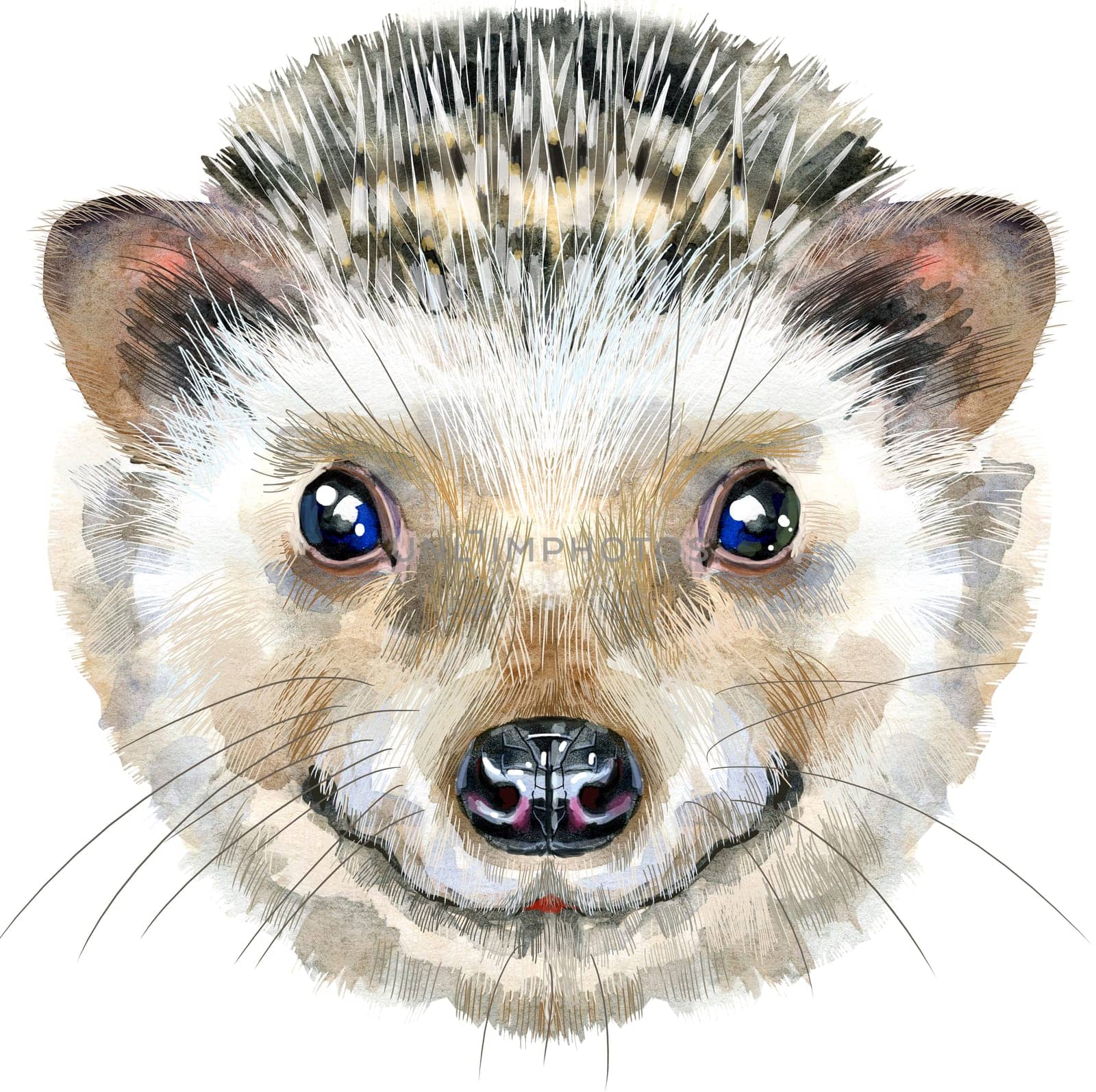Watercolor portrait of a hedgehog on white background by NataOmsk
