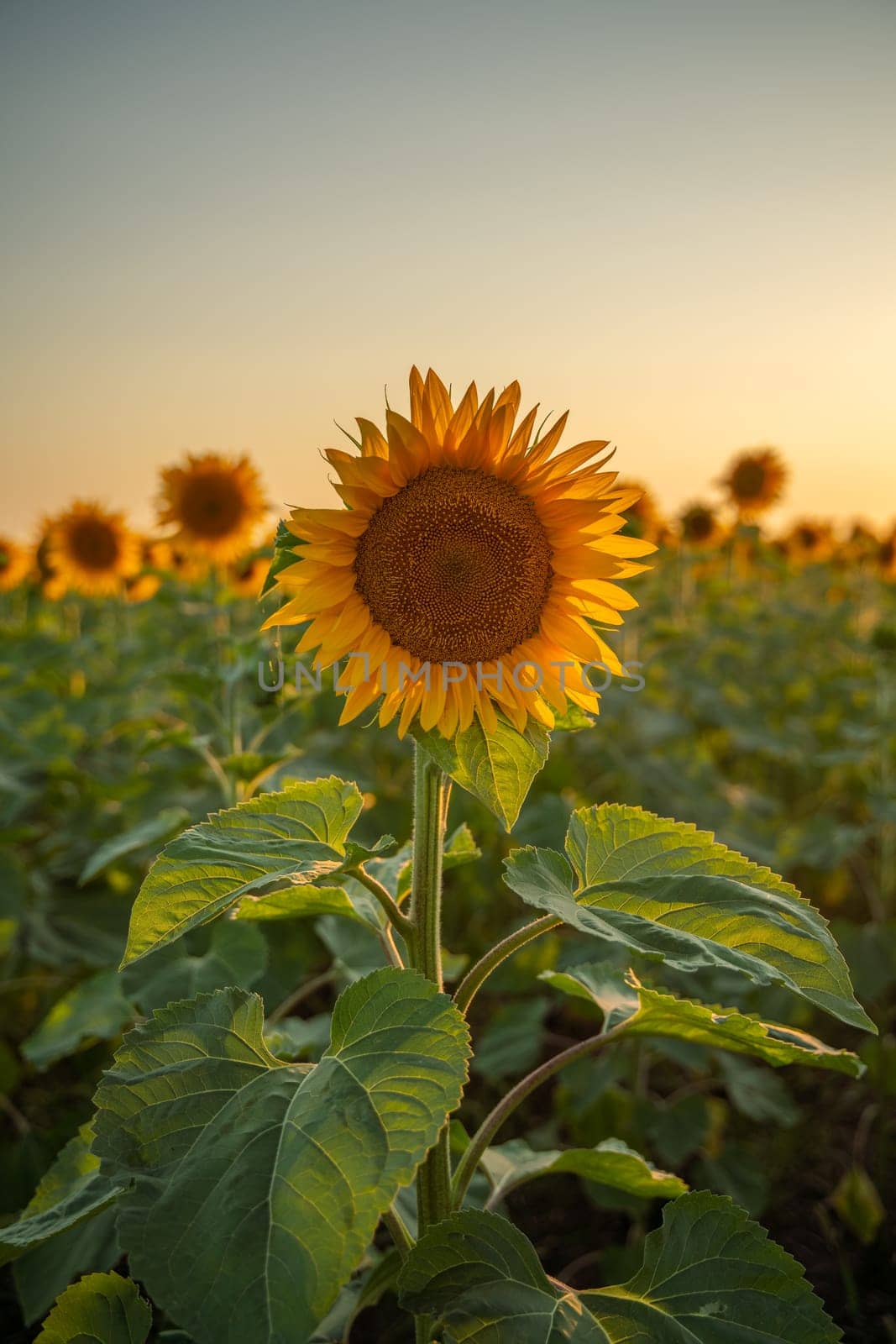 Field sunflowers in the warm light of the setting sun. Summer time. Concept agriculture oil production growing