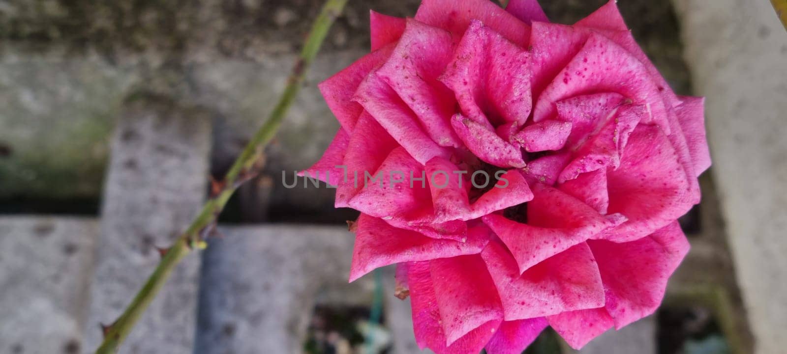 Vibrant pink rose in bloom by FlightVideo