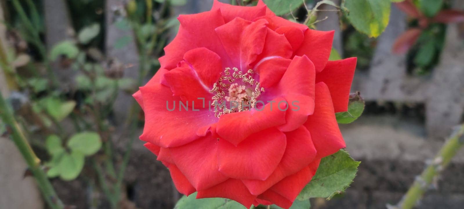 Vibrant red rose in bloom by FlightVideo