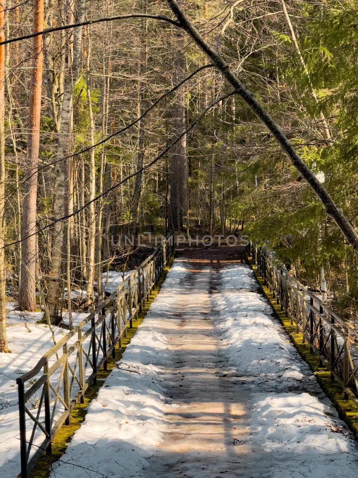 The wild forest wakes up, the sun rays through the trees, the snow melts, streams flow, green fir-trees at clear sunny day, snow has almost thawed, slow movement. High quality photo