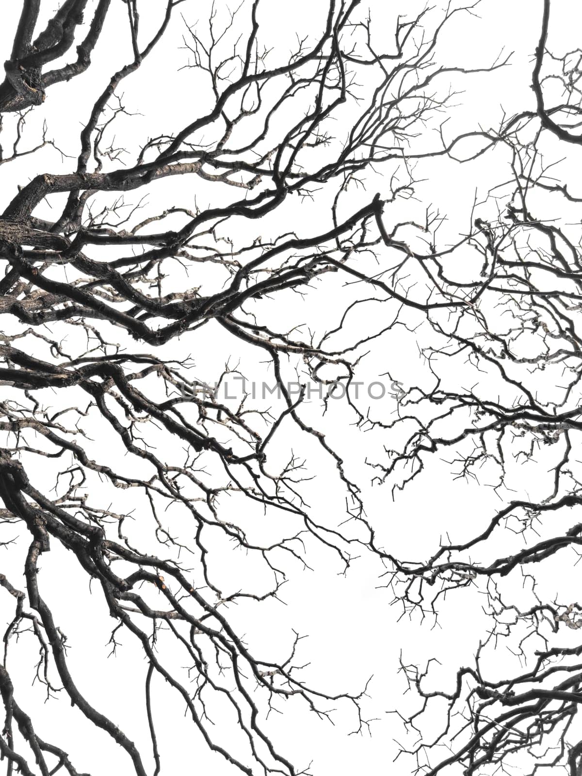 Bare tree branches similar in shape to a thunderstorm, branches against the sky, sadness and depression. High quality photo