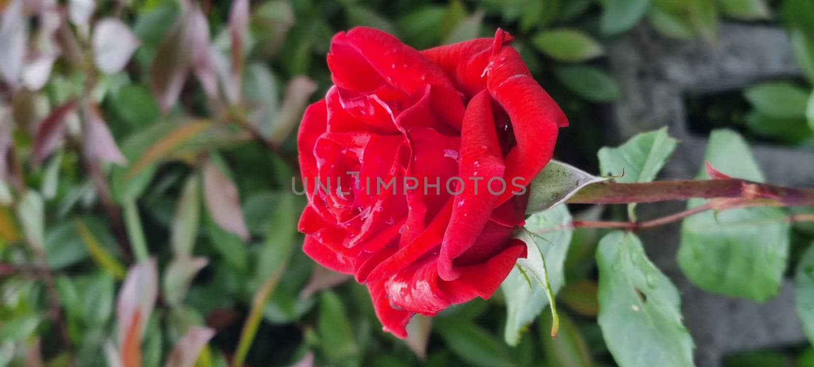 Close-up of a dew-kissed red rose against a natural backdrop, showcasing its delicate petals