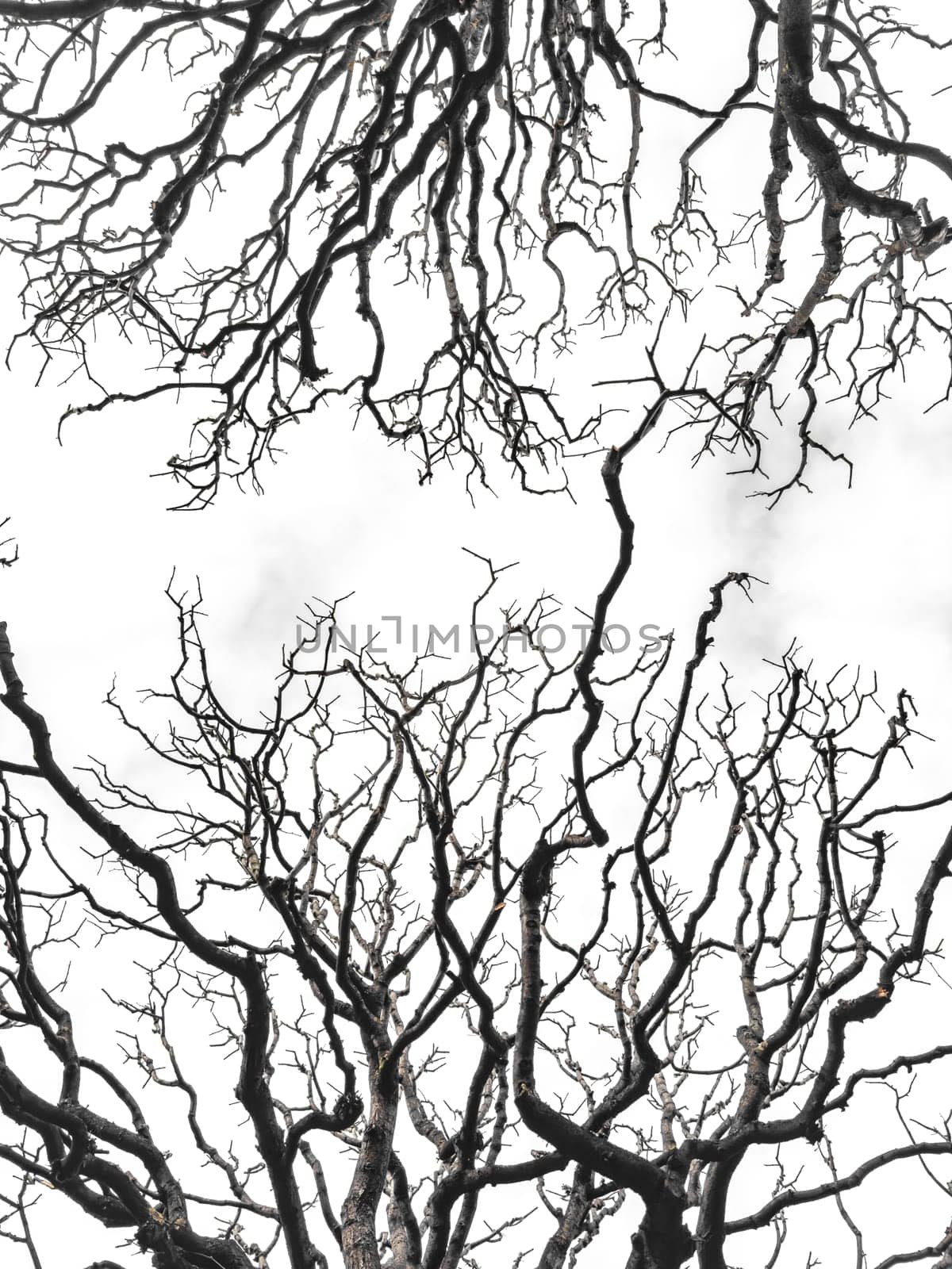 Bare tree branches similar in shape to a thunderstorm, branches against the sky, sadness and depression by vladimirdrozdin