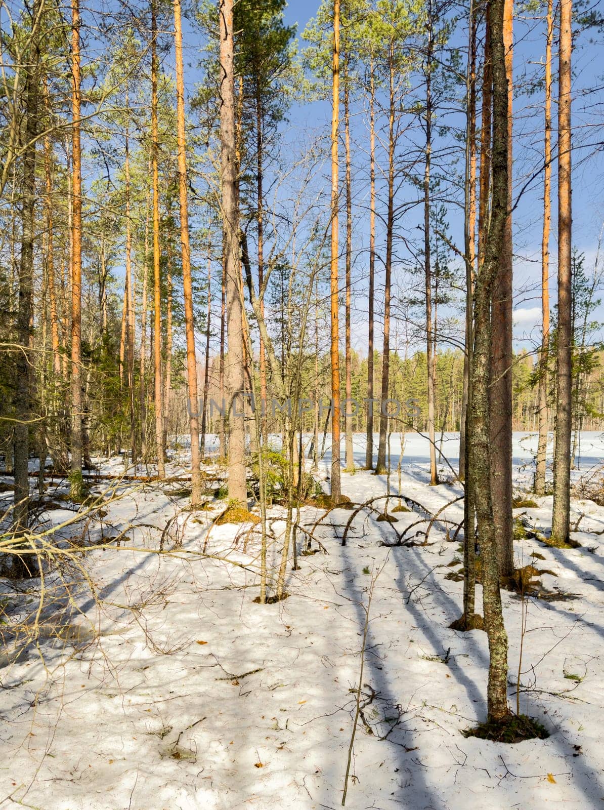 The wild forest wakes up, the sun rays through the trees, the snow melts, streams flow, green fir-trees at clear sunny day, snow has almost thawed, slow movement. High quality photo