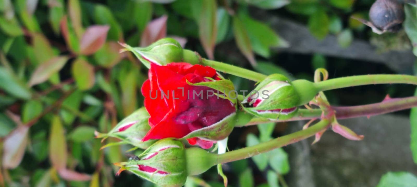 Vibrant red rosebud amidst green foliage by FlightVideo
