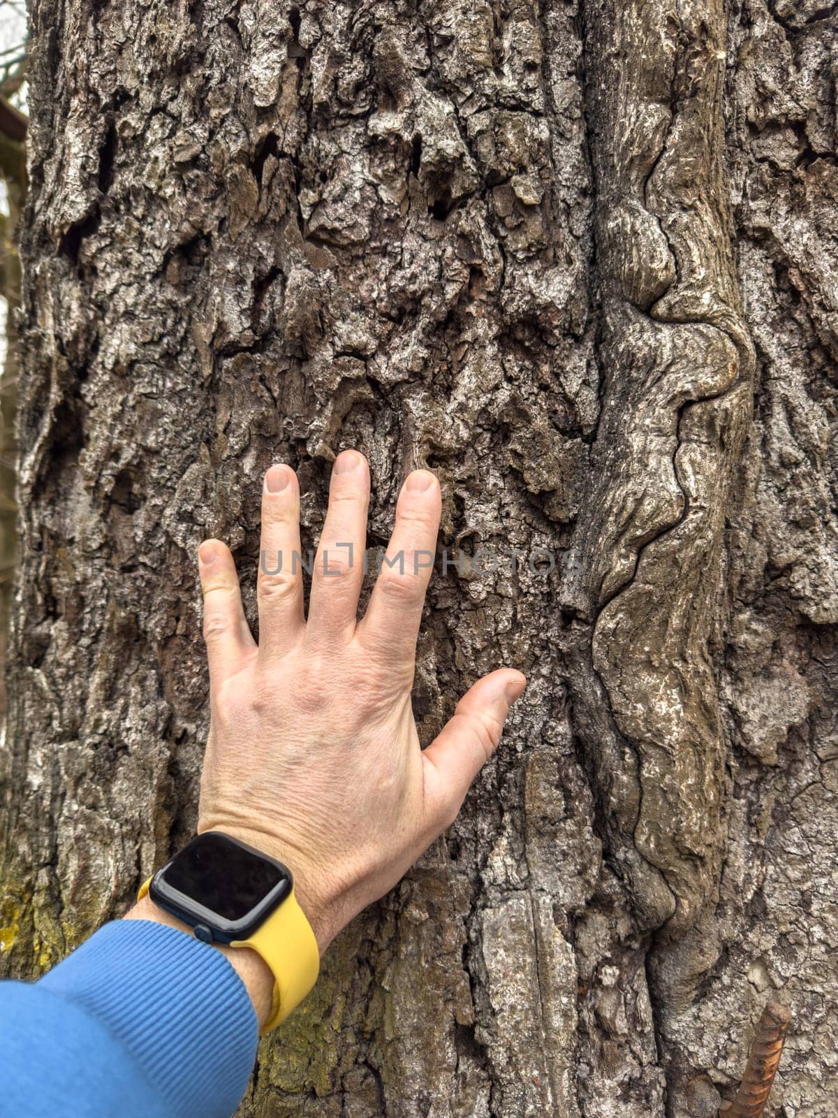 A man's hand touches the trunk of a huge tree in the park, a man is wearing a blue hoodie, a smartwatch with a yellow strap on his arm by vladimirdrozdin