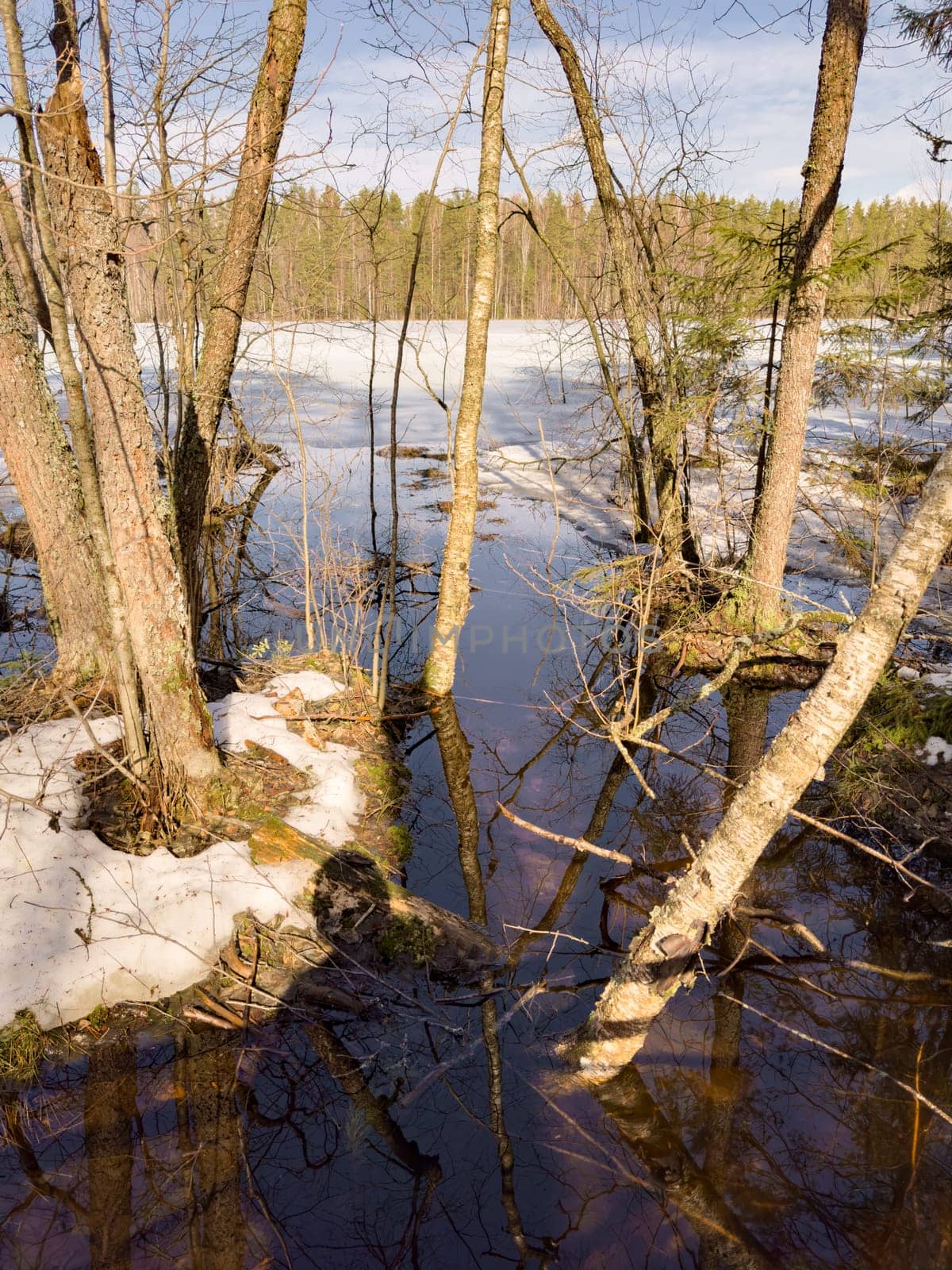 The wild forest wakes up, the sun rays through the trees, the snow melts, streams flow, green fir-trees at clear sunny day, snow has almost thawed, slow movement. High quality photo