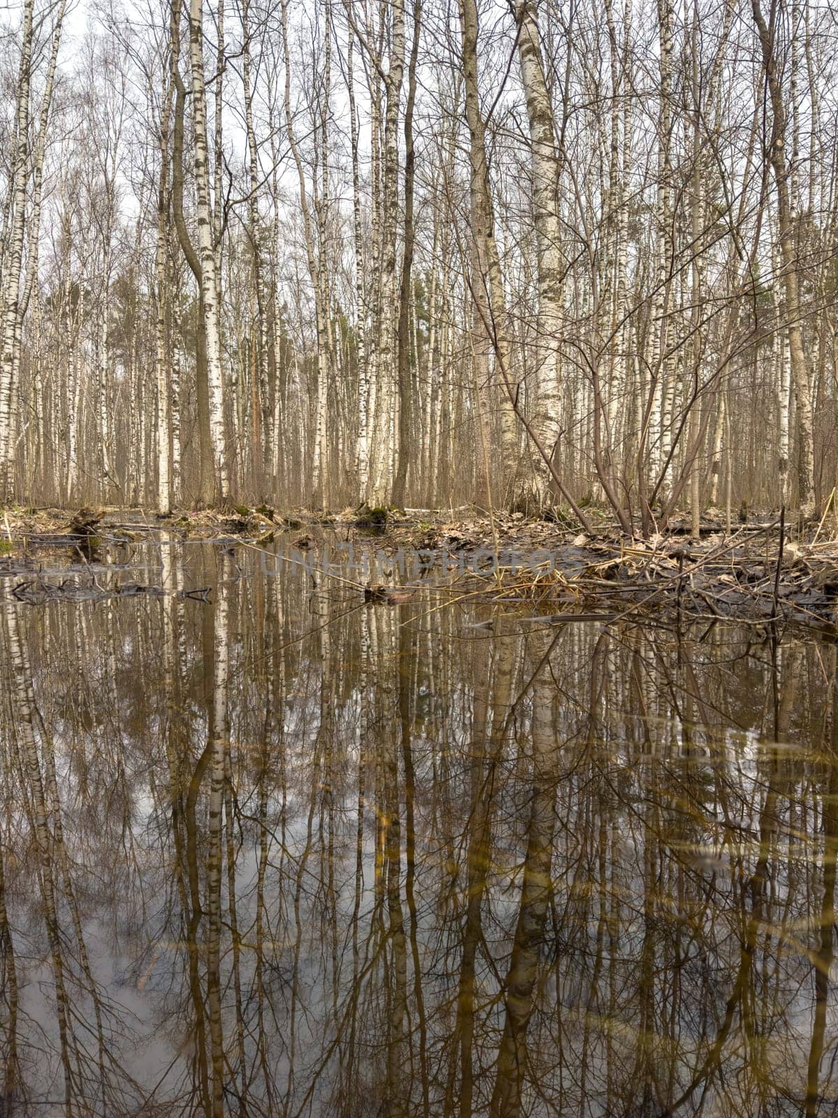 the reflection of trees on the water in the pool in park, trees trunks in water. High quality photo
