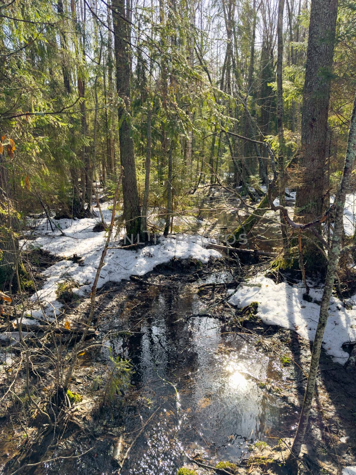 The wild forest wakes up, the sun rays through the trees, the snow melts, streams flow, green fir-trees at clear sunny day, snow has almost thawed, slow movement. High quality photo