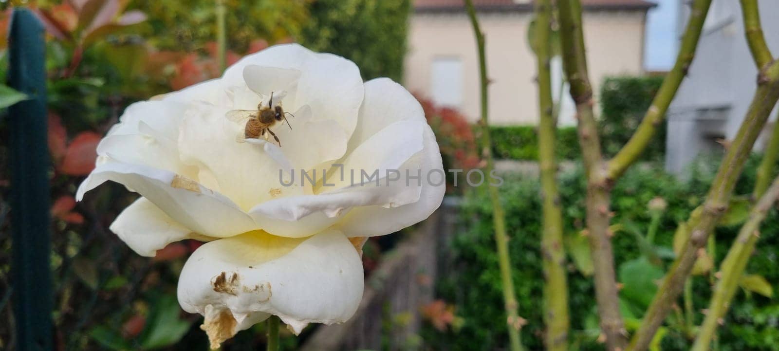 Bee gathers pollen on a white rose against a blurred garden background, showcasing nature's harmony