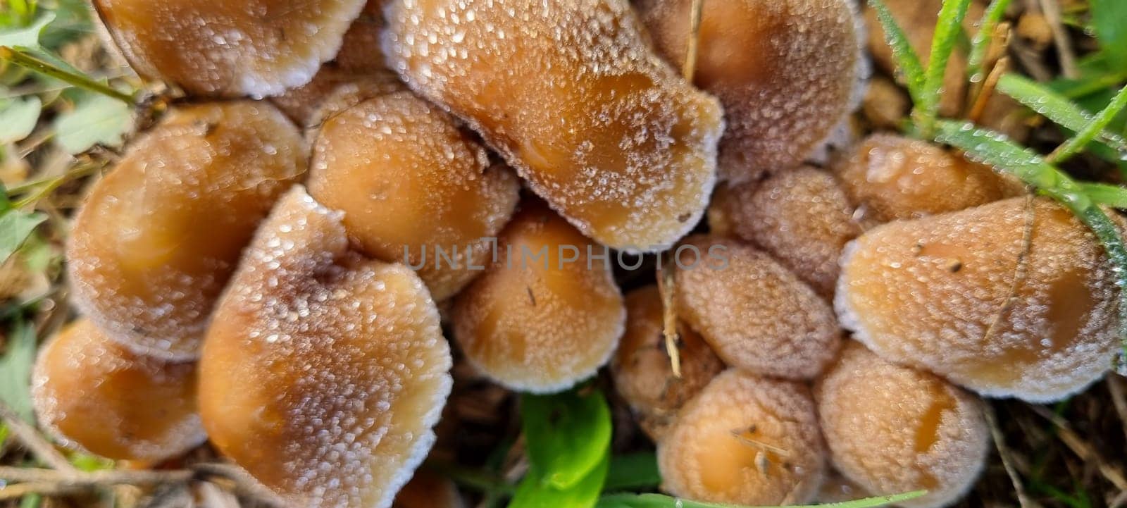 Close-up macro photograph of frost-covered wild mushrooms in their natural woodland environment