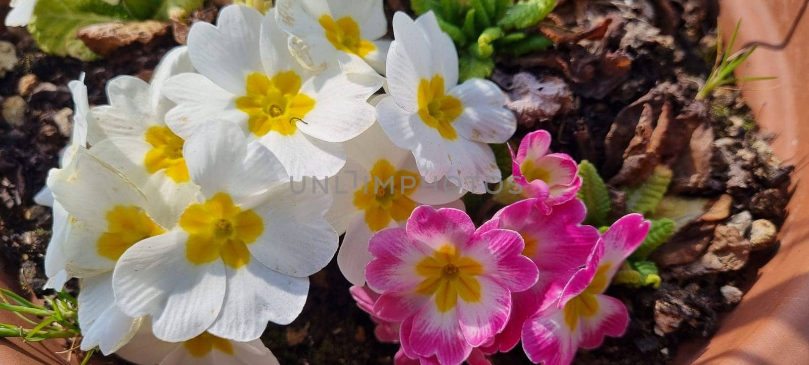 Vibrant white and pink primrose flowers blooming in a garden pot with natural light