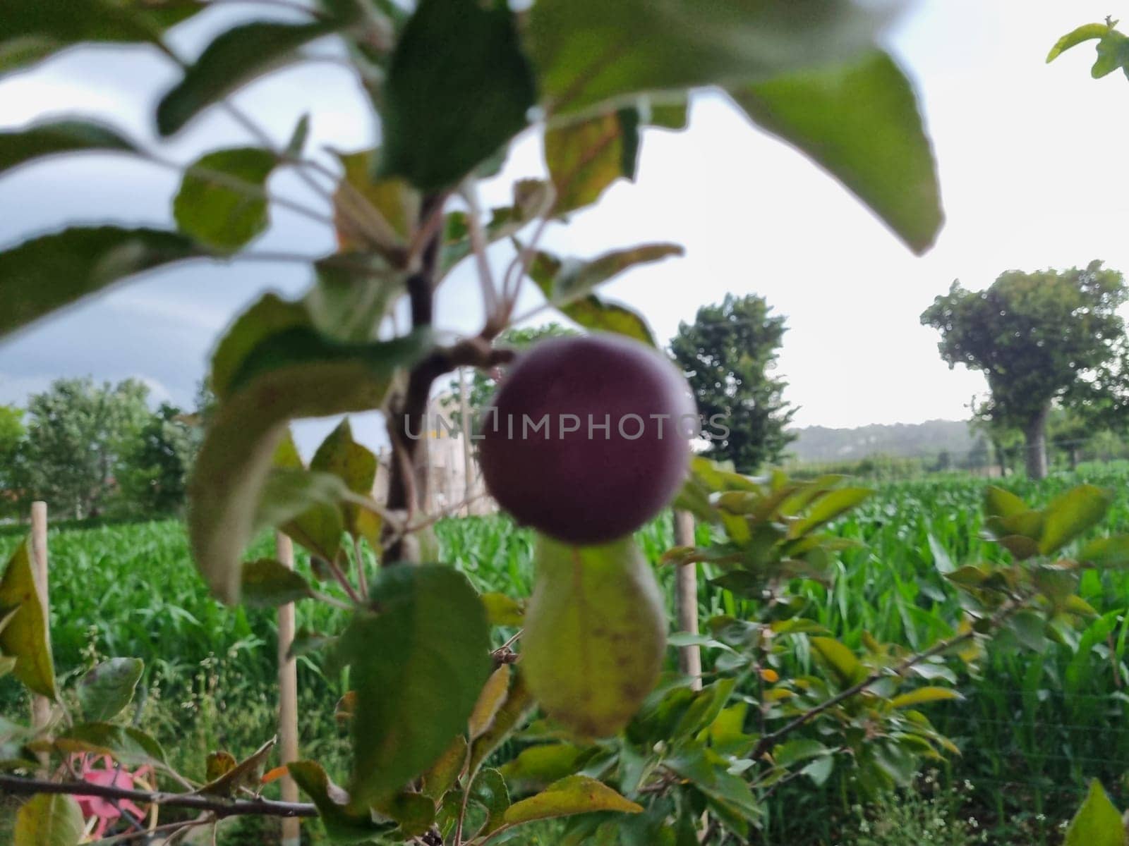 Close-up of a single purple plum growing on a tree with a blurred agricultural field in the background