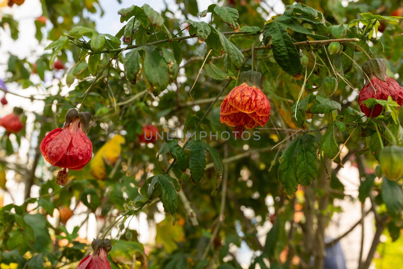 Callianthe Darwinii Or Abutilon Pictum, Painted Indian Mallow Flower. Close Up Evergreen Shrub Of Malvaceae Family. Horizontal Plane Tropical Plant. by netatsi