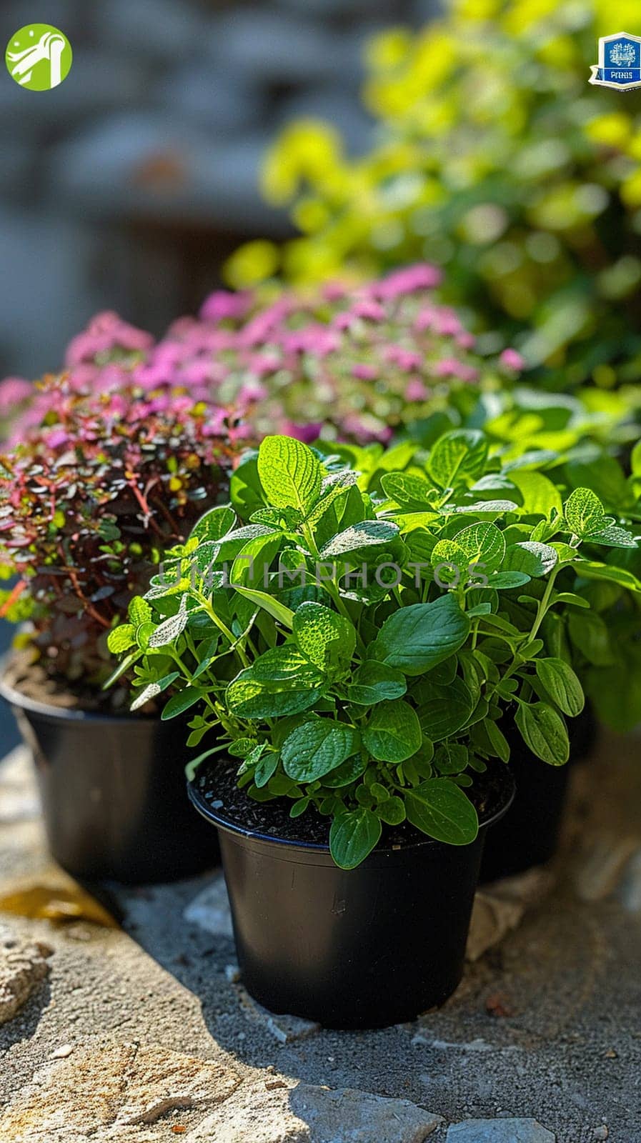 Herb Garden Tends to Culinary Flavors in Business of Gastronomy by Benzoix