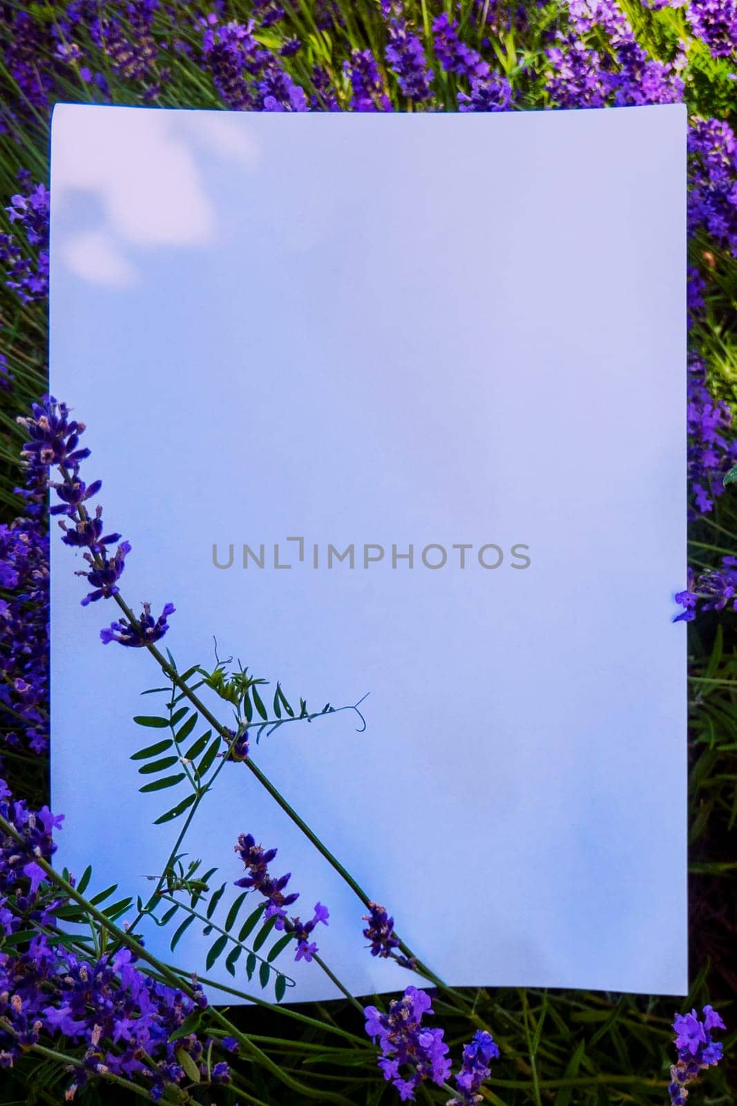 A beautiful branch of lavender lies on a white background. High quality photo