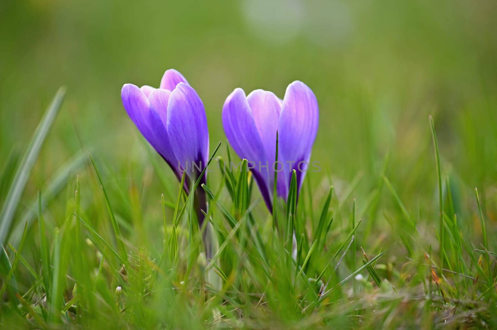 Spring background with flowers. Nature and delicate photo with details of blooming colorful crocuses in spring time.(Crocus vernus) by Montypeter