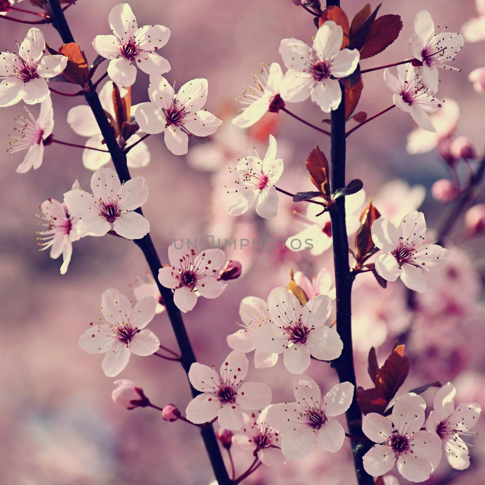 Blossom tree. Nature background. Sunny day. Spring flowers. Beautiful Orchard. Abstract blurred background. Springtime.