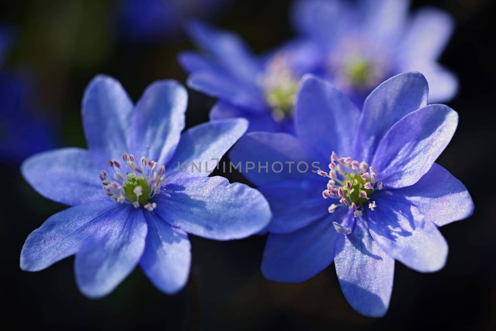 Spring flower. Beautiful blooming first small flowers in the forest. Hepatica. (Hepatica nobilis) by Montypeter