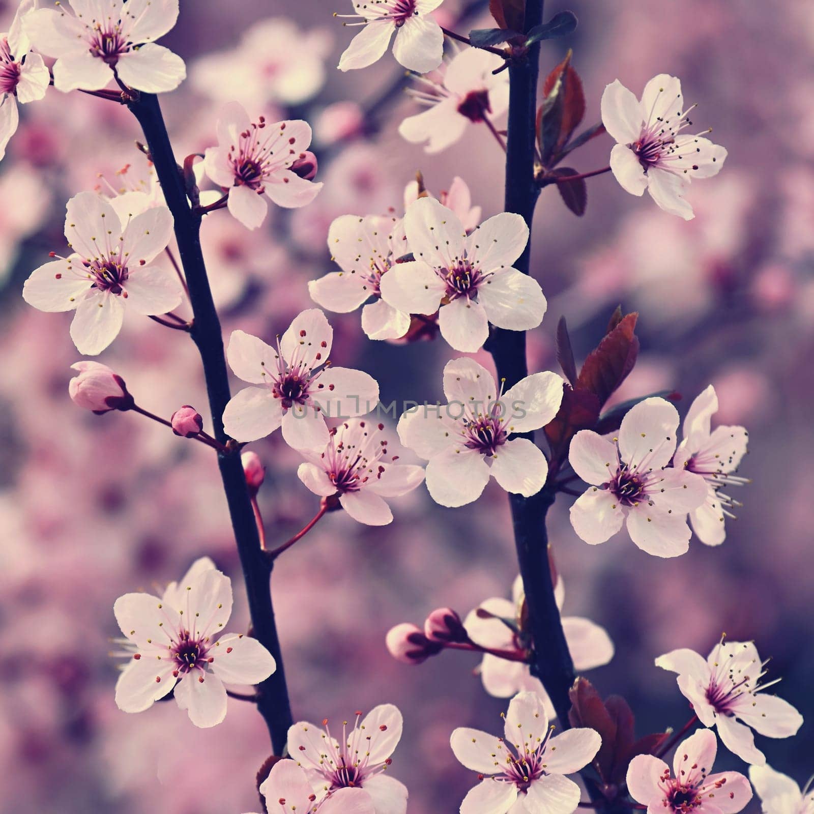 Blossom tree. Nature background. Sunny day. Spring flowers. Beautiful Orchard. Abstract blurred background. Springtime by Montypeter