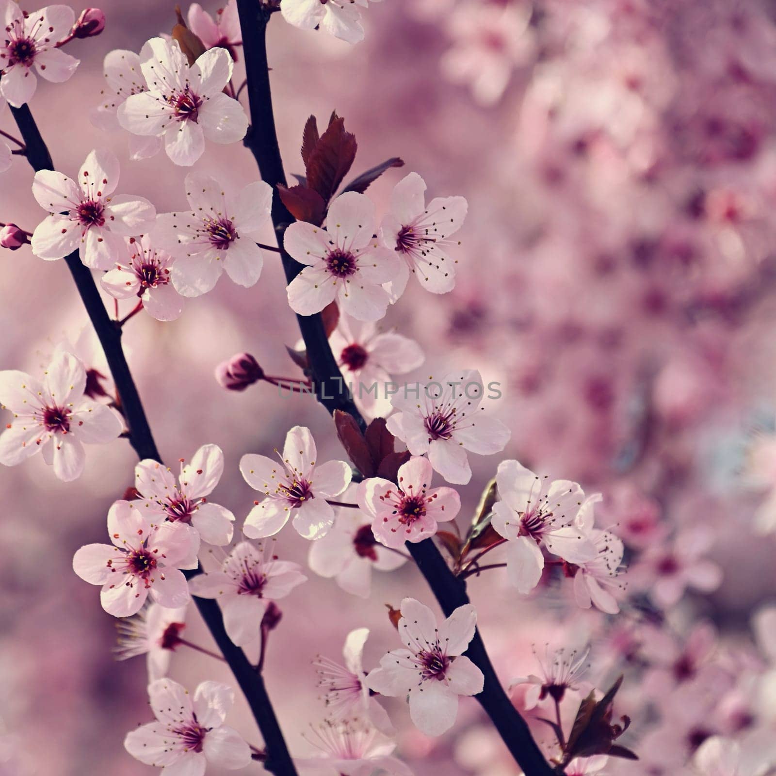 Blossom tree. Nature background. Sunny day. Spring flowers. Beautiful Orchard. Abstract blurred background. Springtime.
