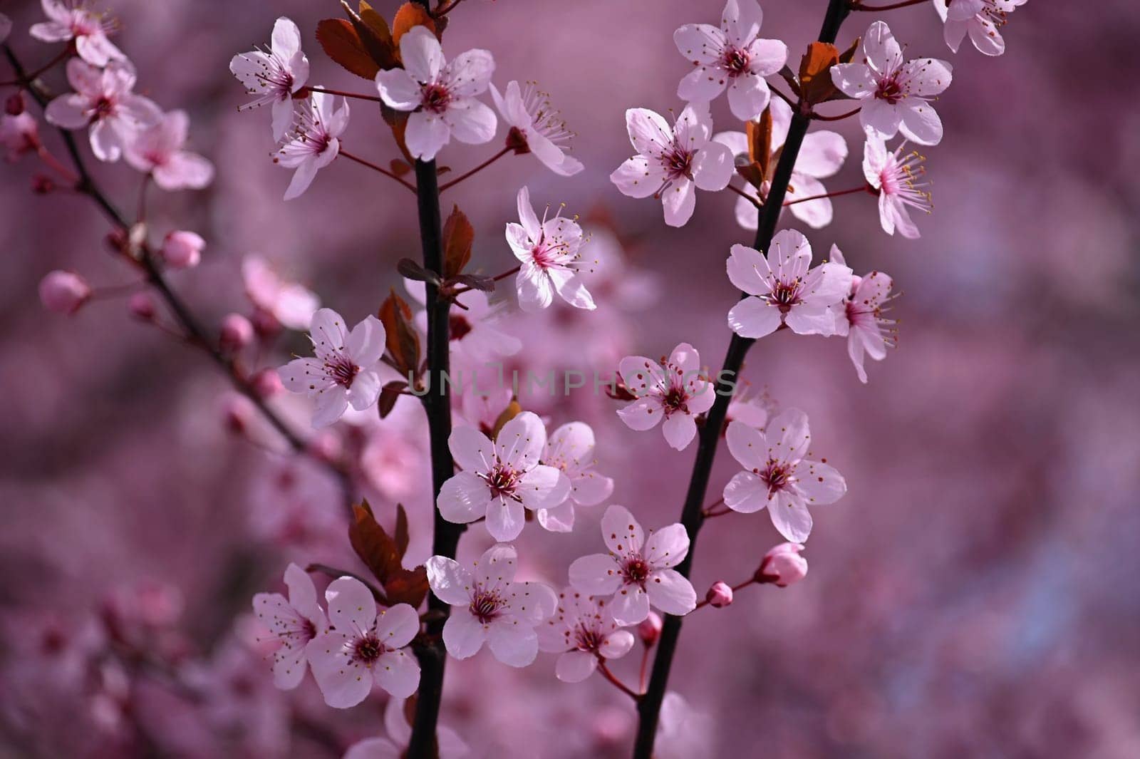 Blossom tree. Nature background. Sunny day. Spring flowers. Beautiful Orchard. Abstract blurred background. Springtime by Montypeter