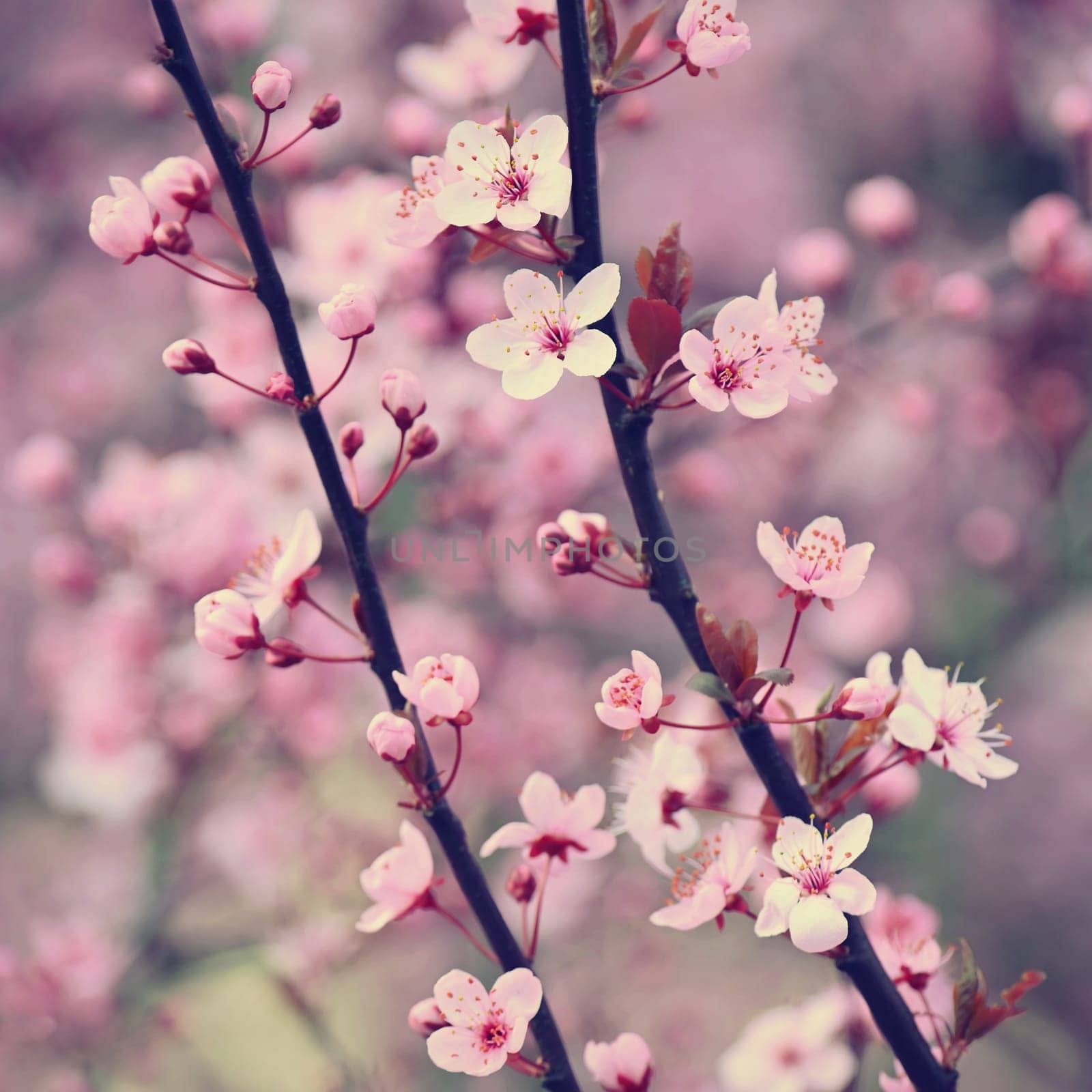 Springtime - Beautiful flowering Japanese cherry - Sakura. Background with flowers on a spring day. by Montypeter