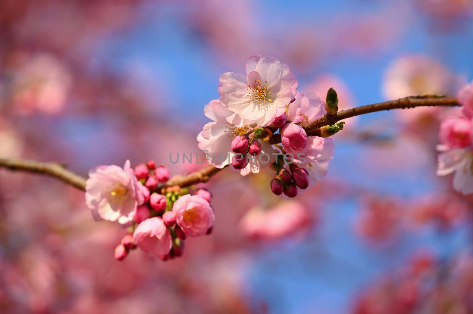 Spring flowers. Beautifully blossoming tree branch. Cherry - Sakura and sun with a natural colored background.