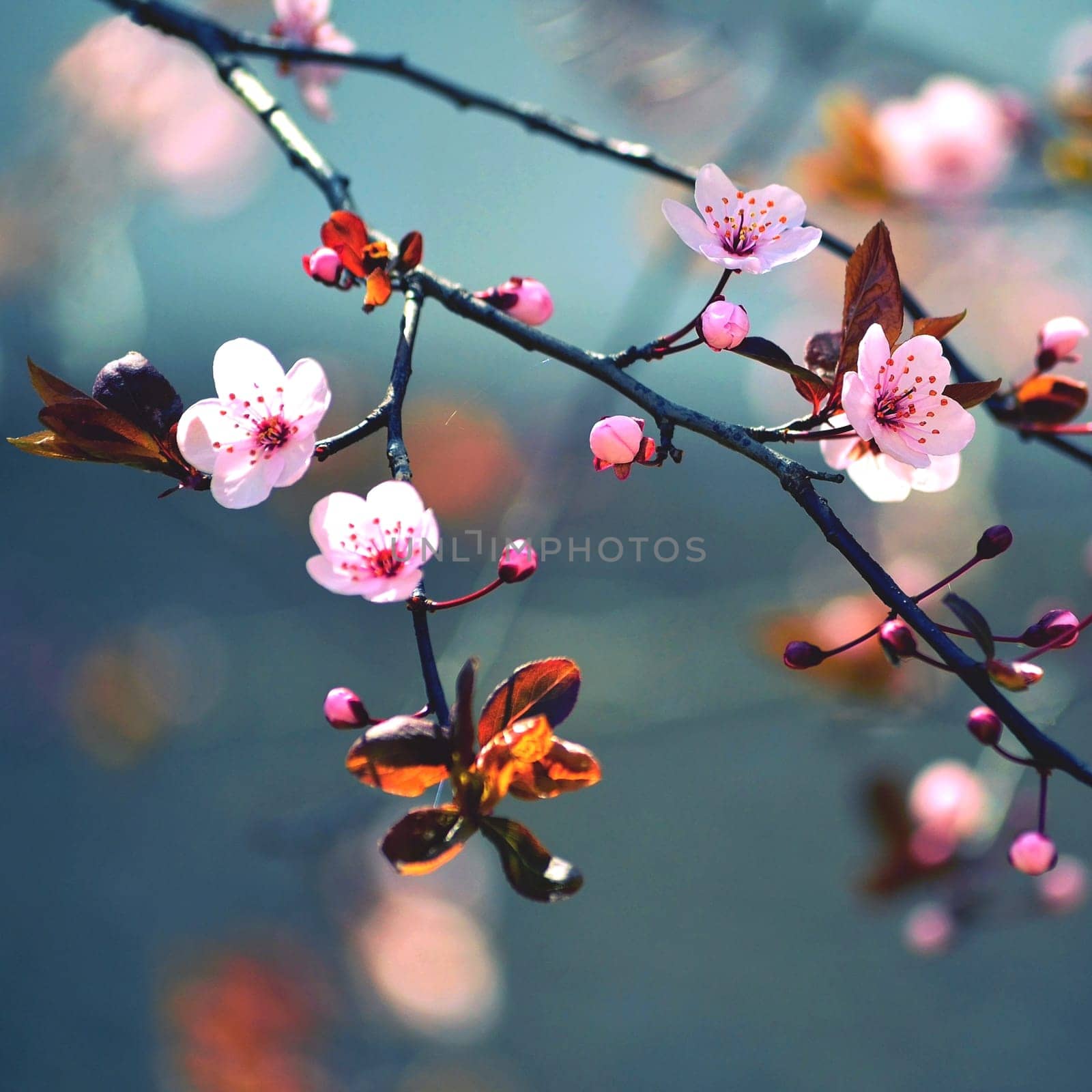 Springtime - Beautiful flowering Japanese cherry - Sakura. Background with flowers on a spring day.