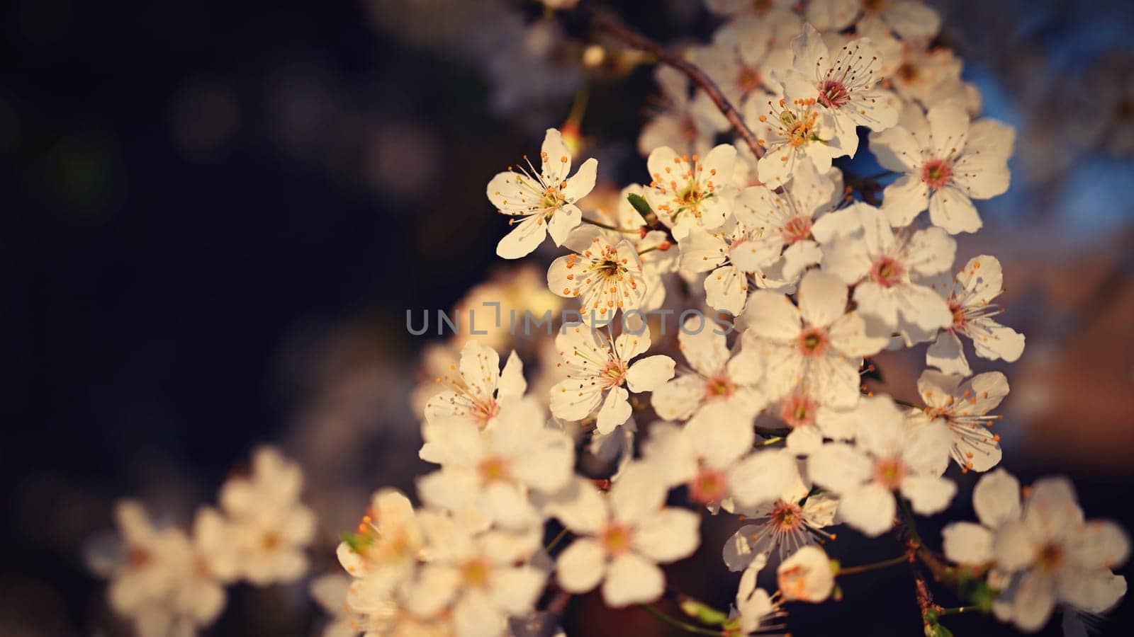 Flowering tree. Beautiful spring background with nature. Colorful flowers in spring time. by Montypeter