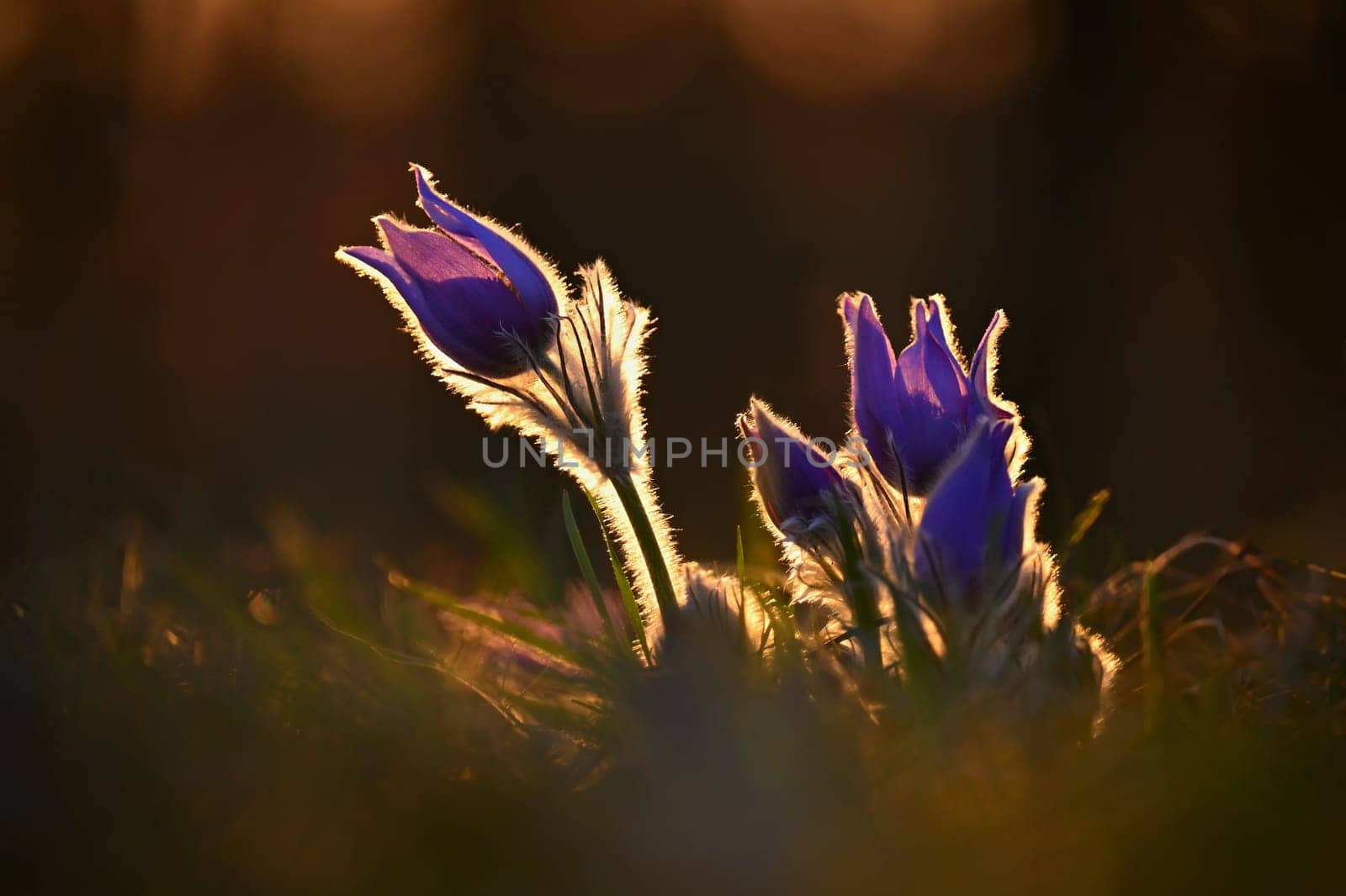 Nice little purple flower in the spring. Beautiful nature background for spring time on the meadow. Pasqueflower flower (Pulsatilla grandis)
