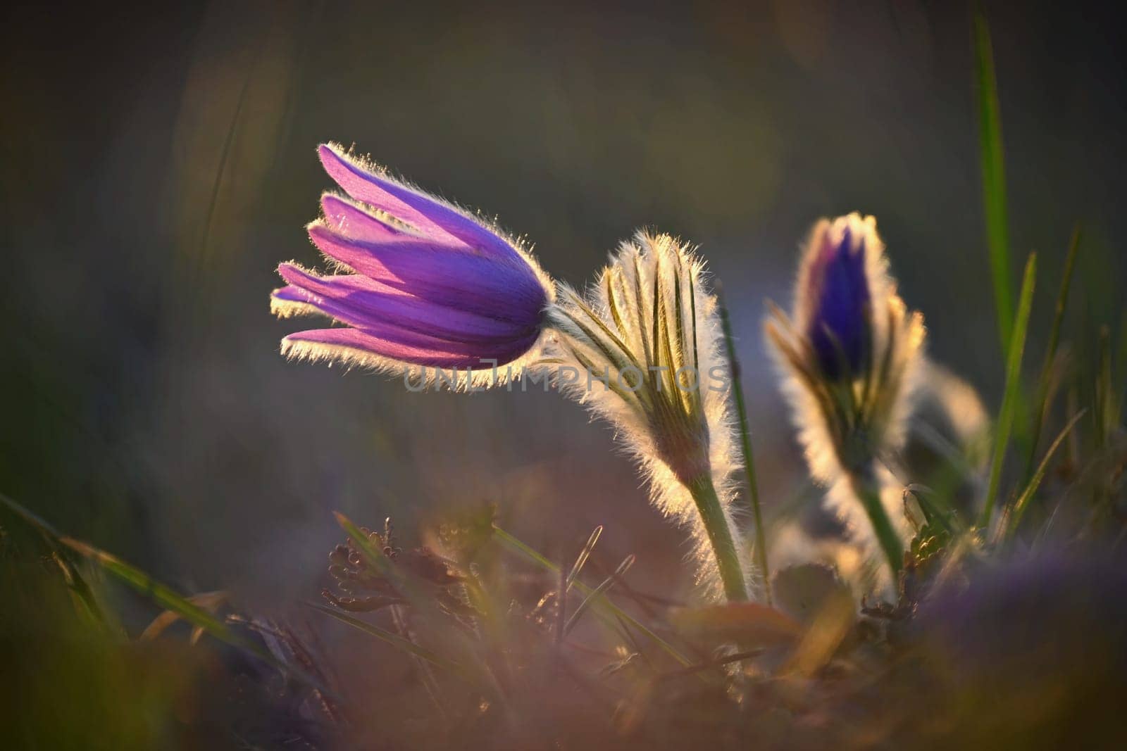 Nice little purple flower in the spring. Beautiful nature background for spring time on the meadow. Pasqueflower flower (Pulsatilla grandis) by Montypeter