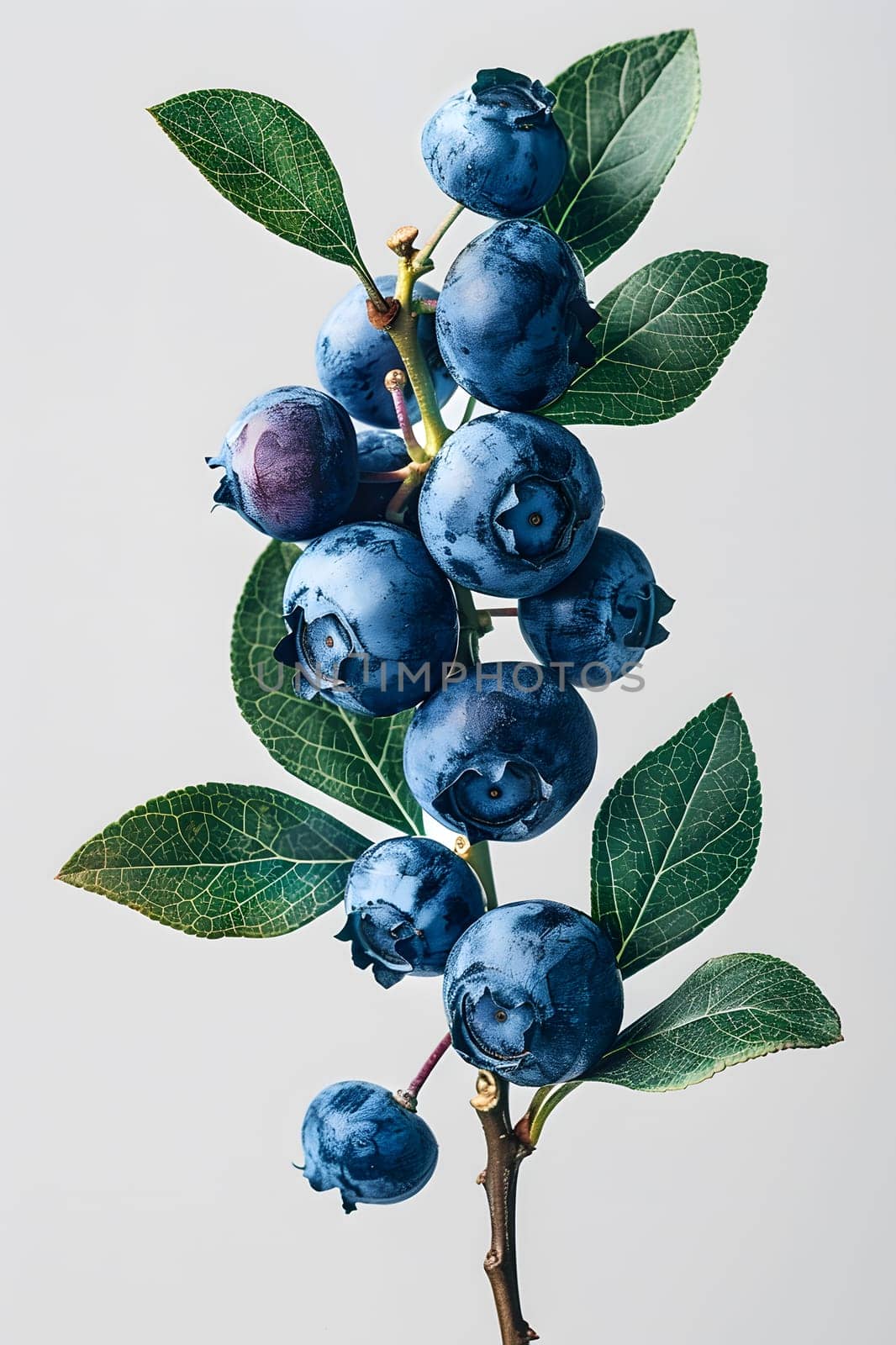 A branch of blueberries, a type of berry, with green leaves on a white background. Blueberries are a staple food and natural produce from a flowering plant