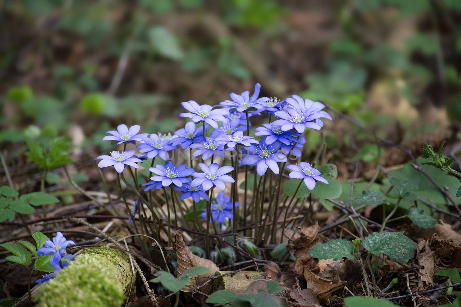 Cluster of Hepatica flowers, with their characteristic blue petals and white centers, nestled within a lush forest environment