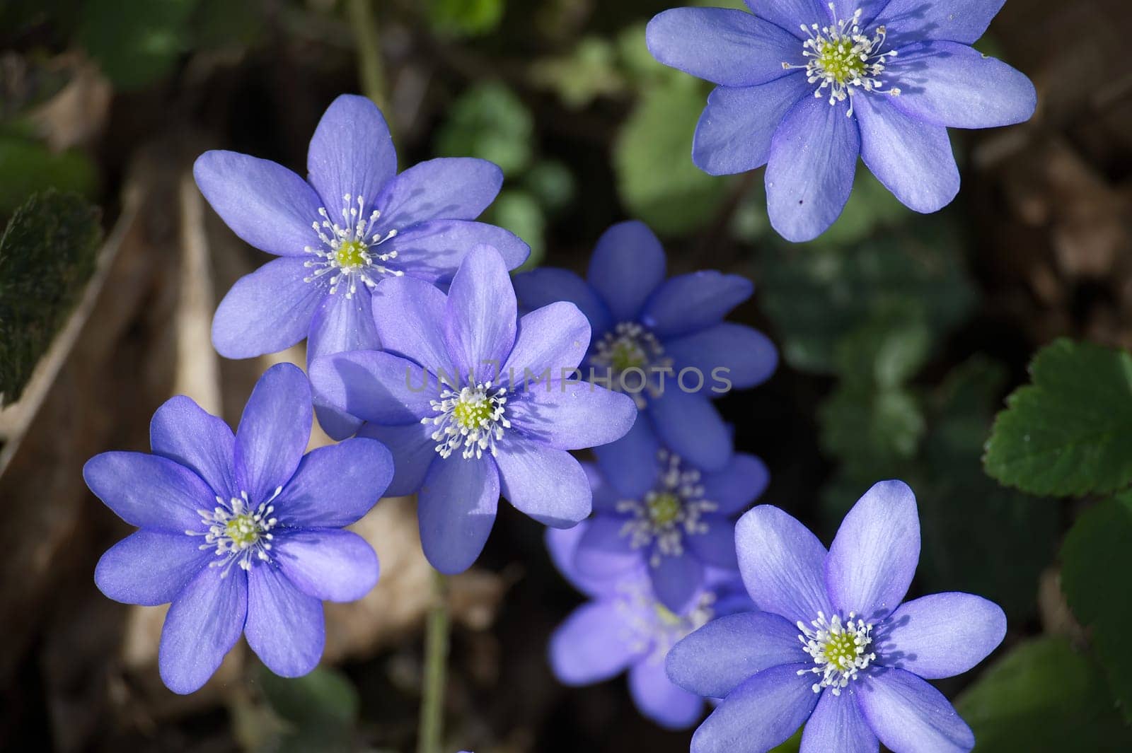 Close up of a group of Blue Hepatica flowers surrounded by green leaves