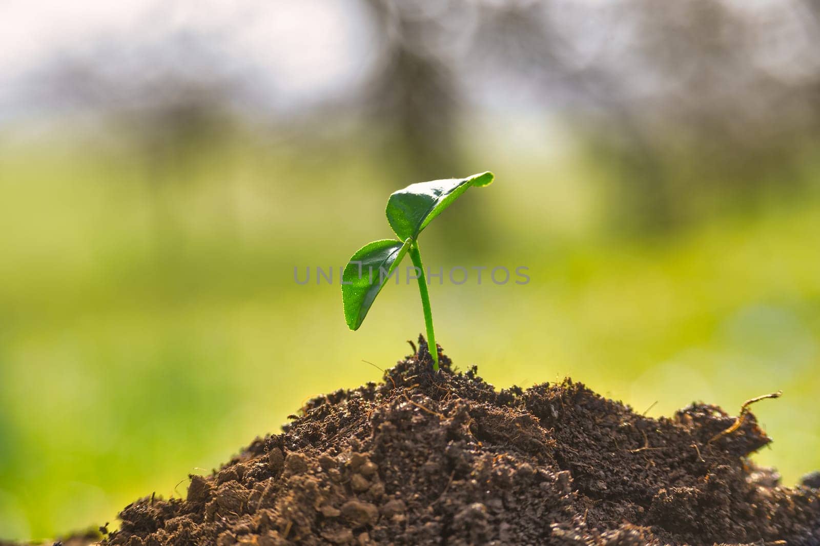 Small green seedling growing within rich soil, soft focus in the background, concepts of new beginnings and vitality