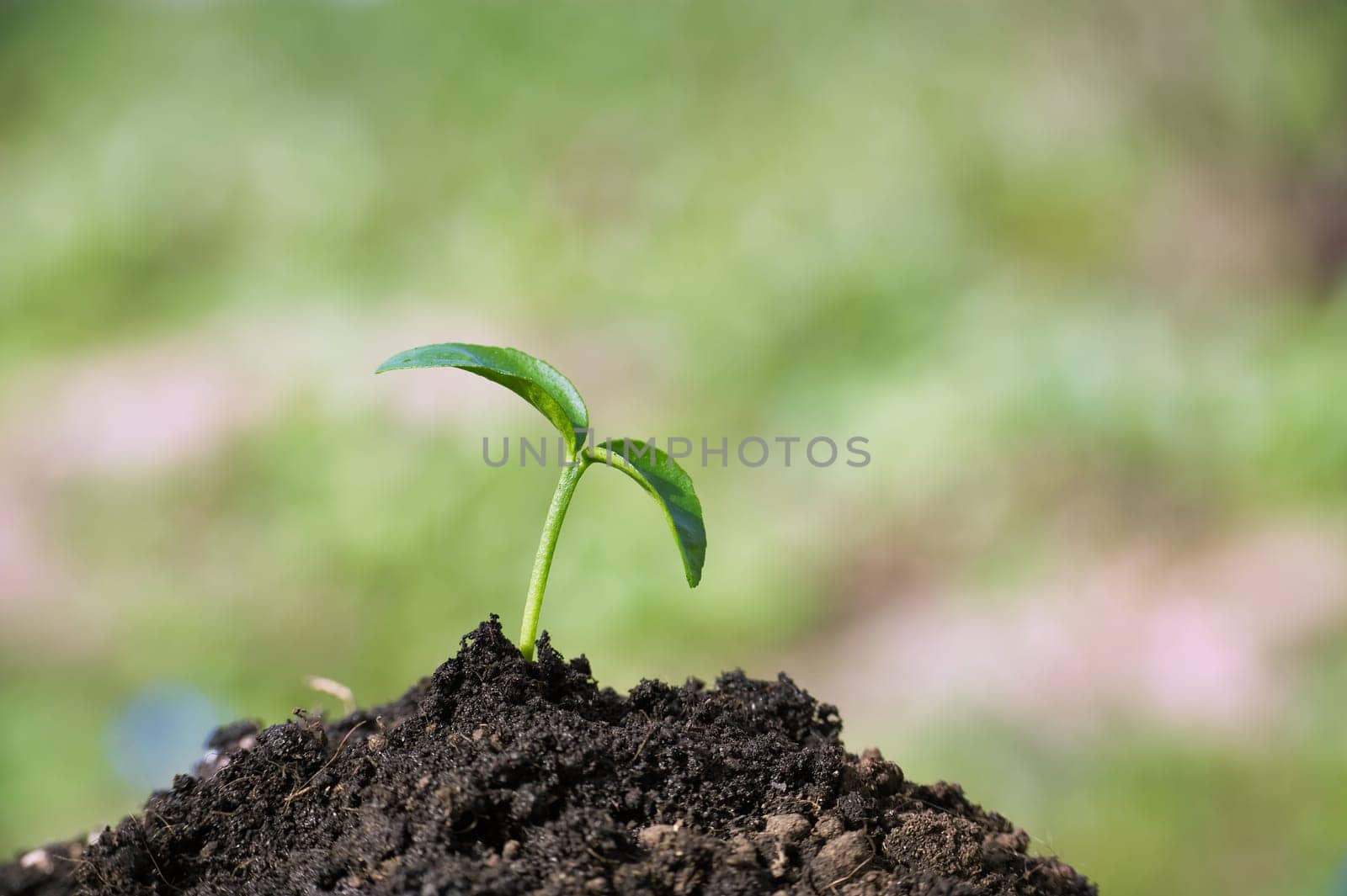 Small green seedling growing within rich soil, soft focus in the background, concepts of new beginnings and vitality