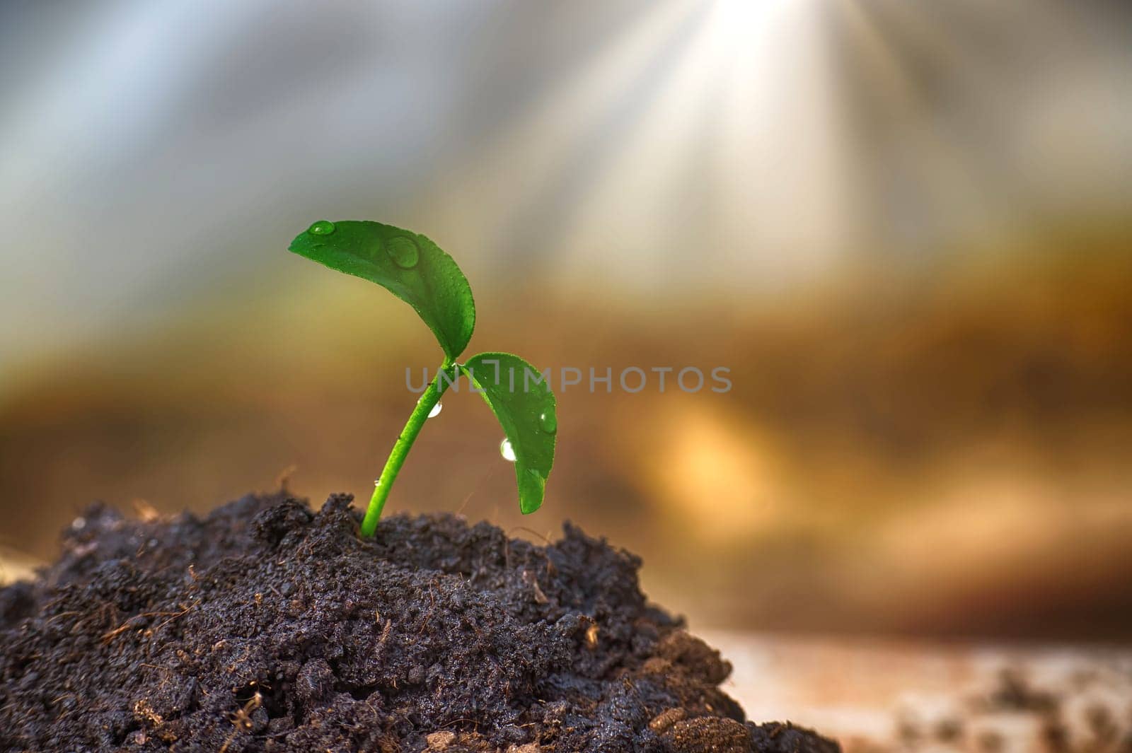 Small green seedling with droplet of water on leaves by NetPix