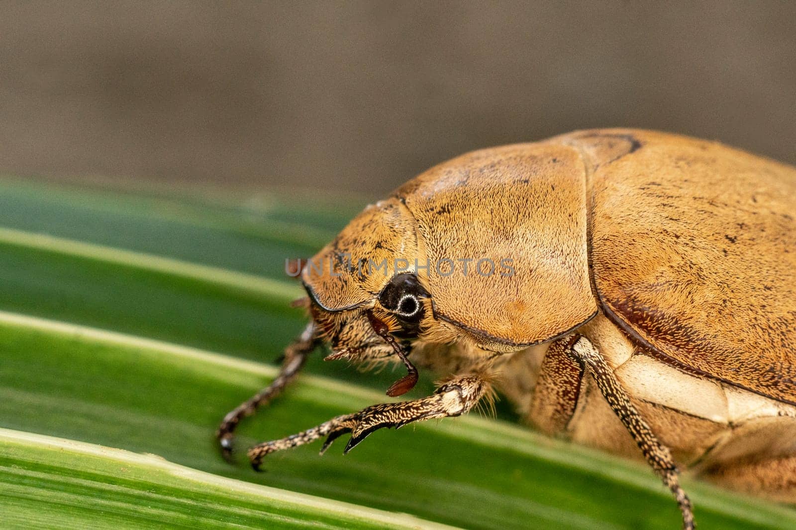 Close up light brown large Insect beetle. Interaction with wild nature beauty fauna Entomology image.