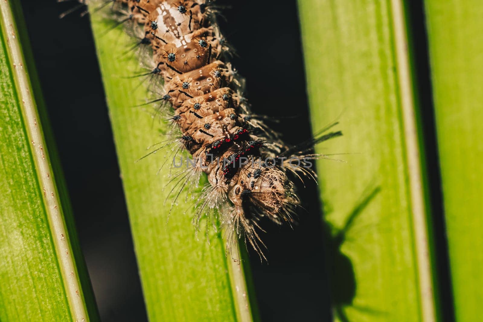 Cute beautiful fluffy light brown large caterpillar on leaf. Interaction with wild nature beauty fauna Entomology image.