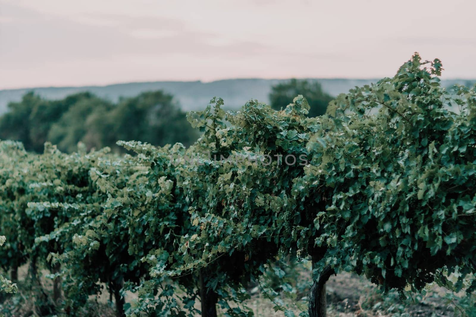 Clusters of ripe sweet grapes among the green leaves of grape bushes. Autumn magic. Smooth rows of vineyards. by panophotograph